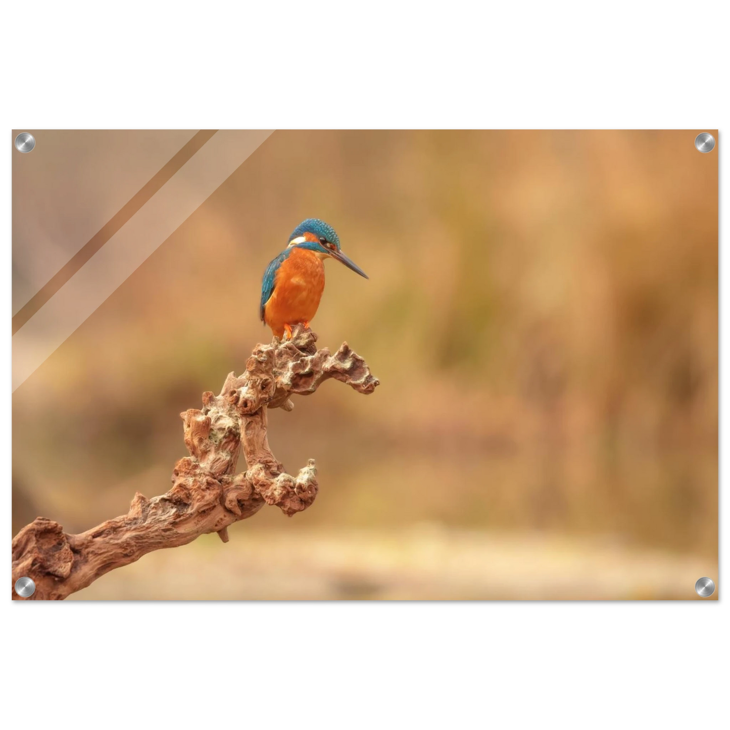 Wandbild eisvogel lebendige naturkunst fuer ihr zuhause in vielen groessen