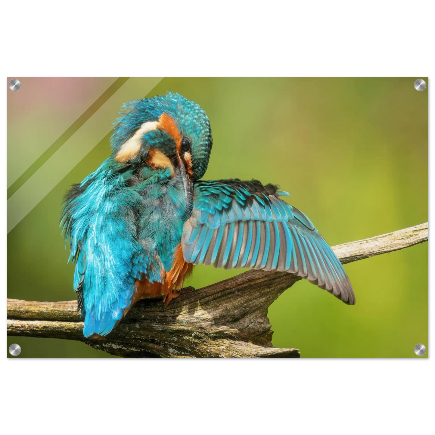 Wandbild eisvogel lebendige farbenpracht der natur auf leinwand