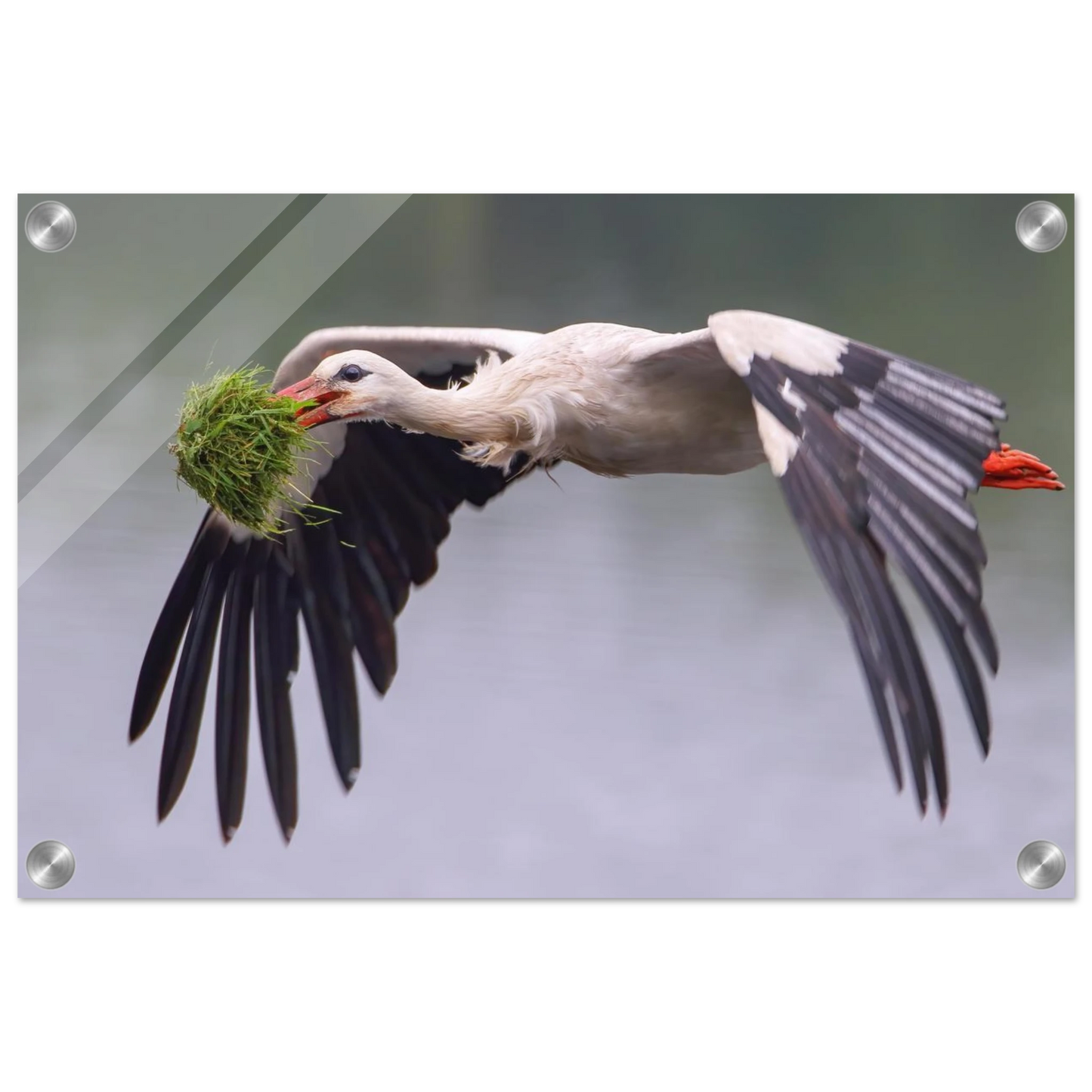 Wandbild nestbauender weissstorch im flug lebendige naturfotografie fuer ihr zuhause