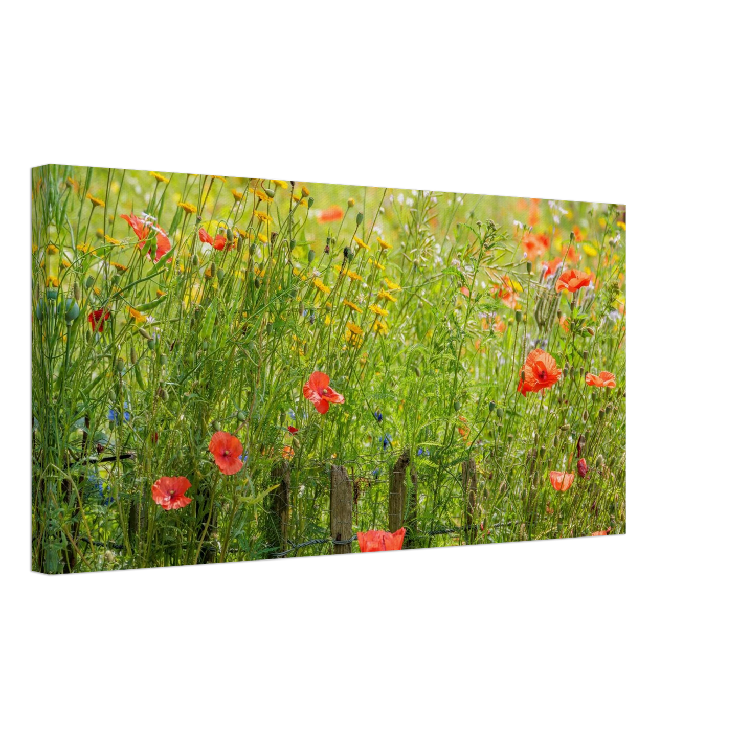 Wandbild wildblumen feld rot gelb sonnige mohnblumen wiese als kunstdruck