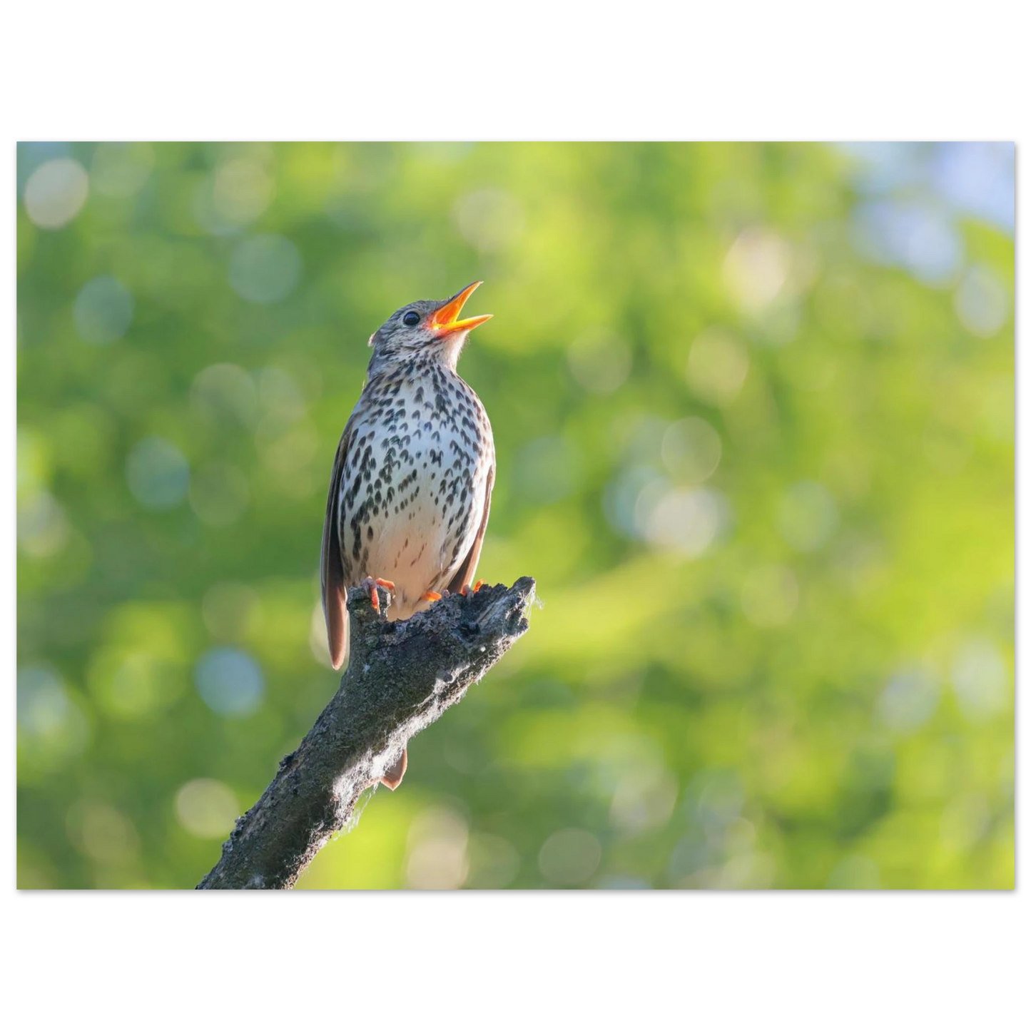 Wandbild bezaubernder singvogel in gruen ein naturportraet fuer ihr zuhause in vielen groessen