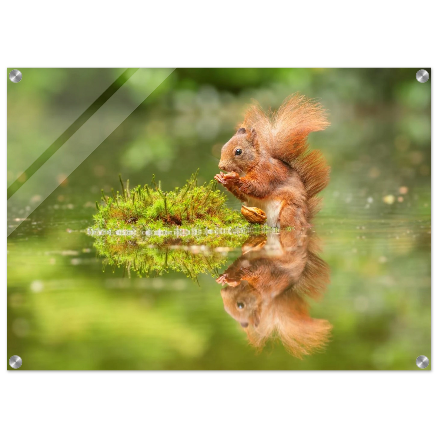Wandbild bezauberndes eichhoernchen mit nuss ein spiegelbild der natur