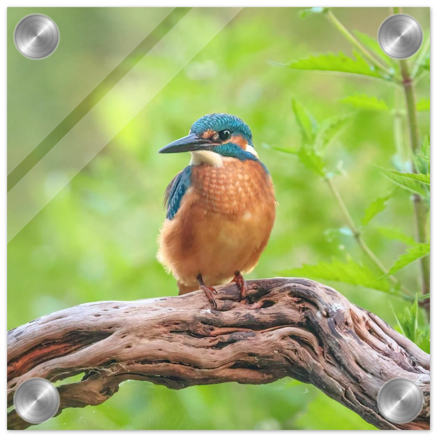 Wandbild eisvogel lebendige naturkunst fuer ihr zuhause in ihrer wunschgroesse 2