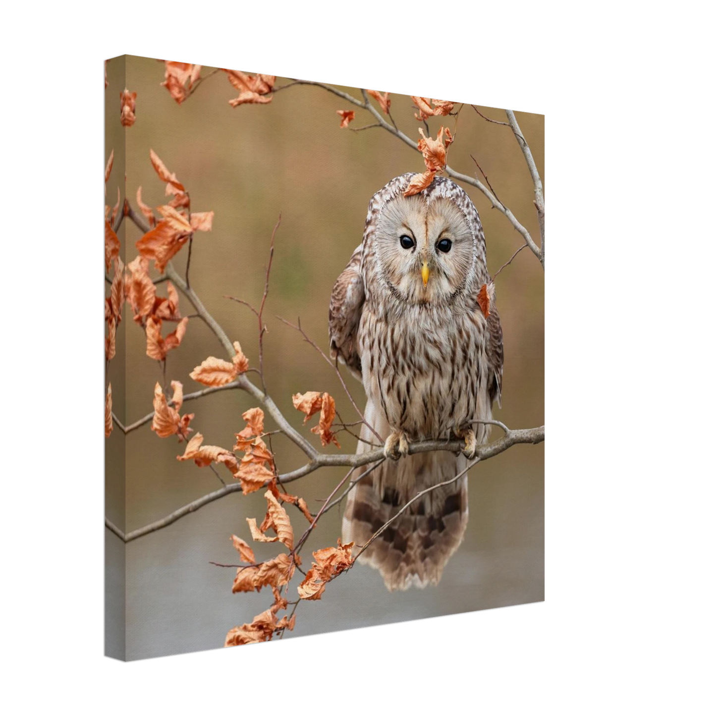 Wandbild majestaetische eule im herbstlaub einblick in die wildnis in verschiedenen groessen