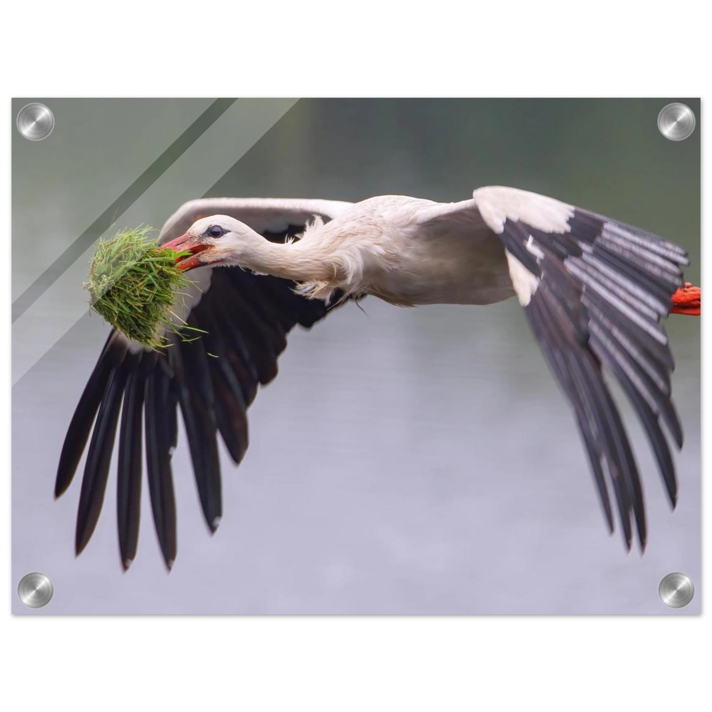 Wandbild nestbauender weissstorch im flug lebendige naturfotografie fuer ihr zuhause