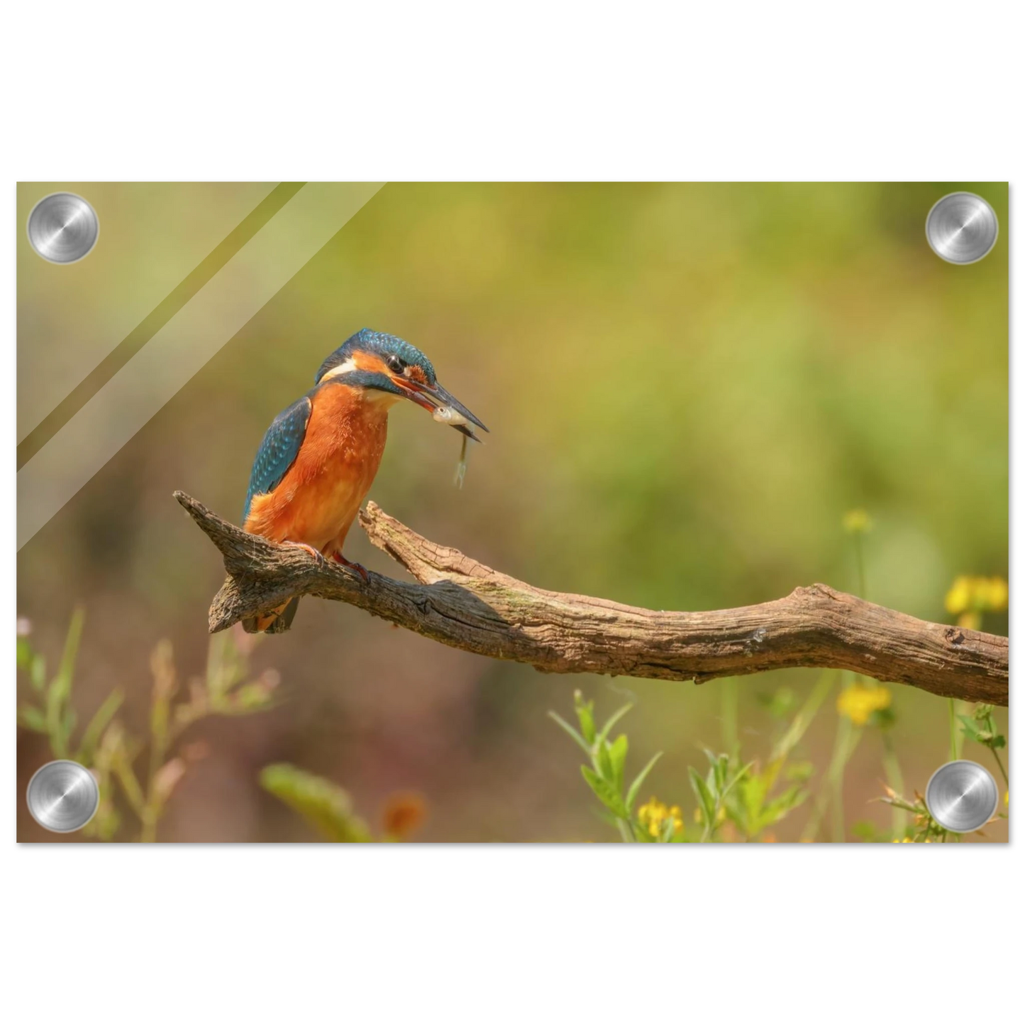 Wandbild eisvogel farbpracht leuchtende naturkunst fuer ihr zuhause in vielen groessen