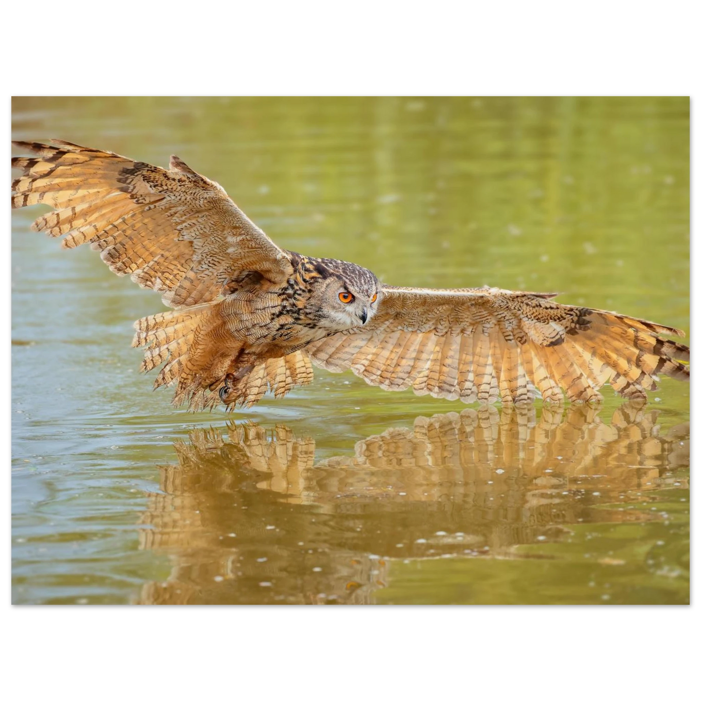 Wandbild majestaetischer uhu im jagdflug atemberaubende wildtierkunst in verschiedenen groessen