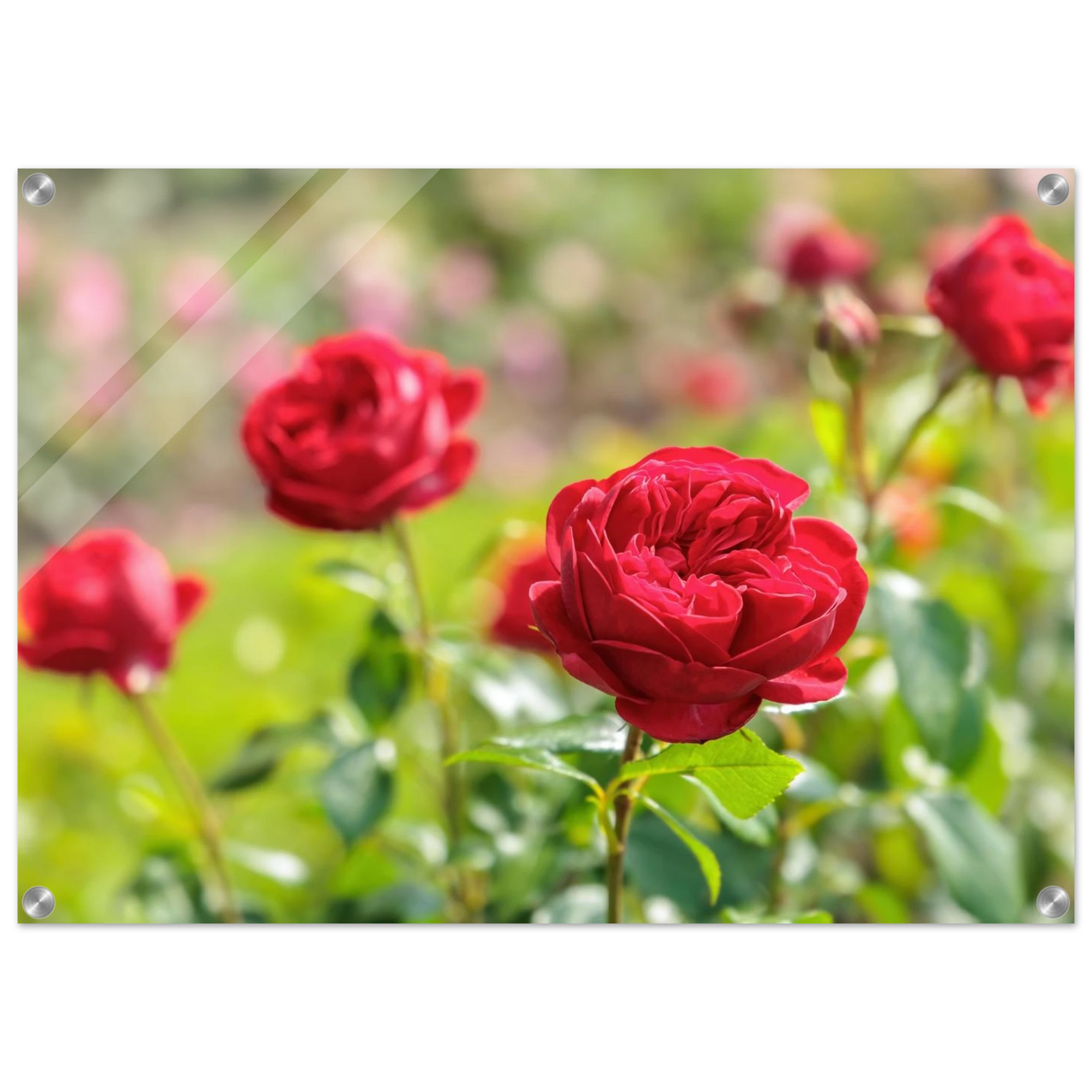 Wandbild rote rosen lebendige bluetenpracht fuer ihr zuhause in ihrer wunschgroesse