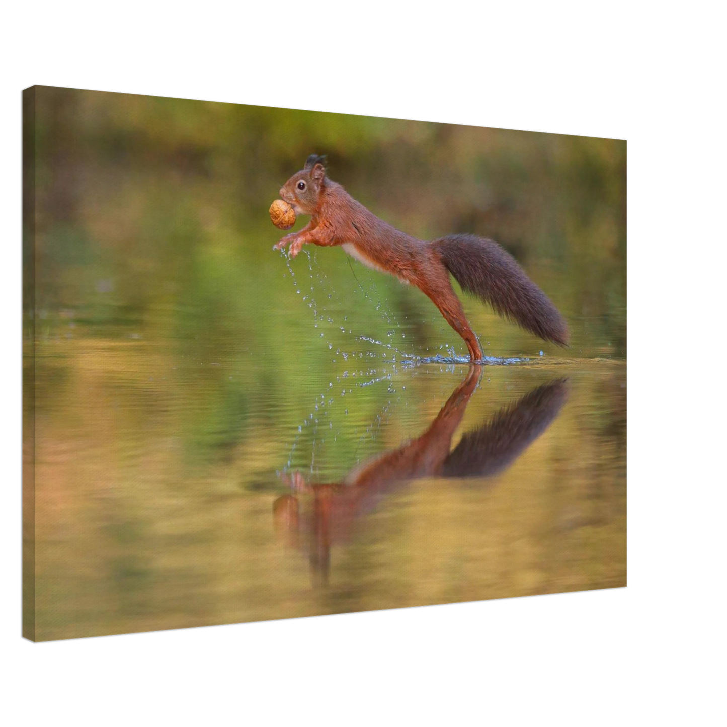 Wandbild eichhoernchen sprung dynamisches tierportrait auf premium leinwand in verschiedenen groessen erhaeltlich