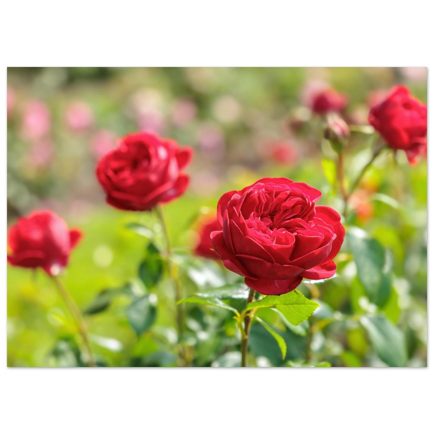 Wandbild rote rosen lebendige bluetenpracht fuer ihr zuhause in ihrer wunschgroesse