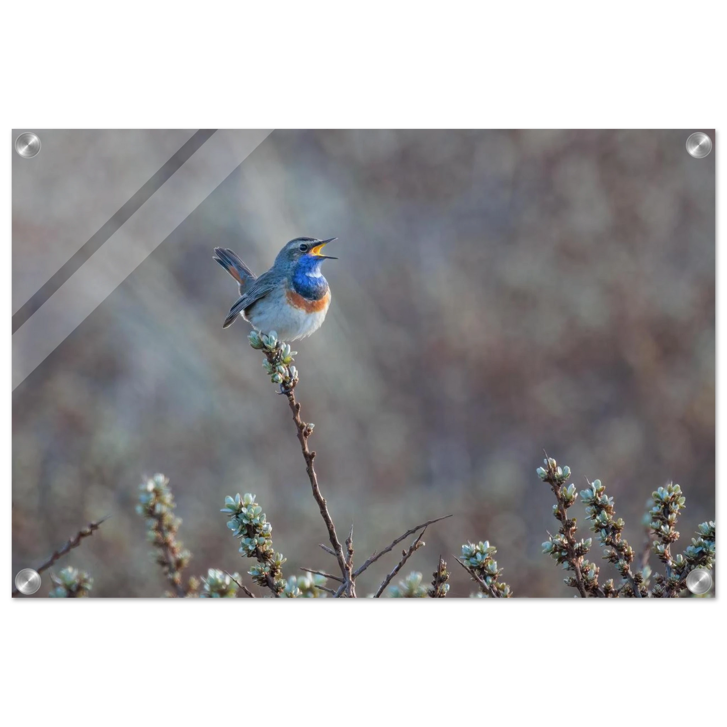 Wandbild blaukohlkehlchen im gesang naturkunst in lebendigen farben in ihrer wunschgroesse