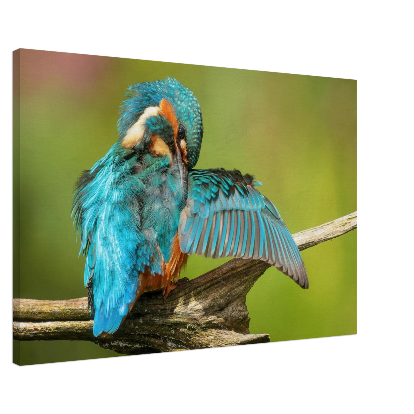 Wandbild eisvogel lebendige farbenpracht der natur auf leinwand