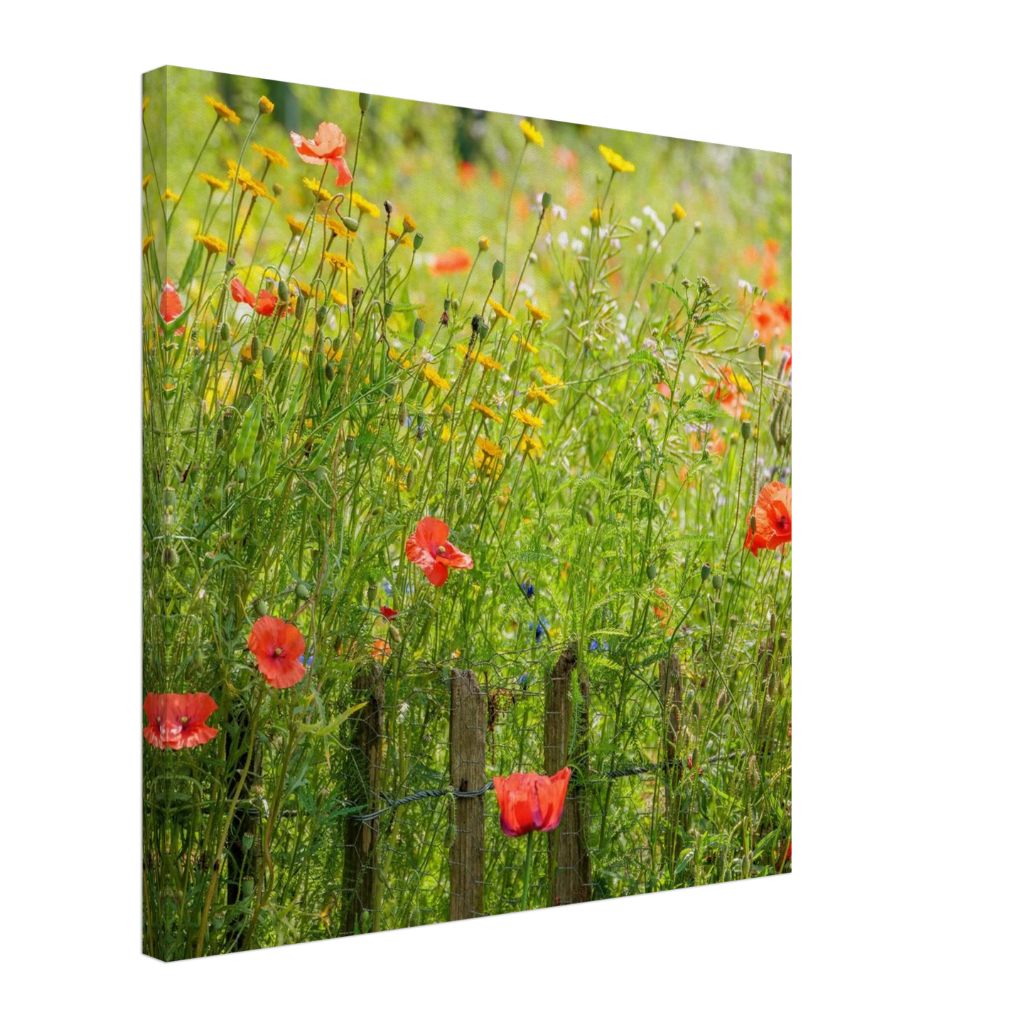 Wandbild wildblumen feld rot gelb sonnige mohnblumen wiese als kunstdruck