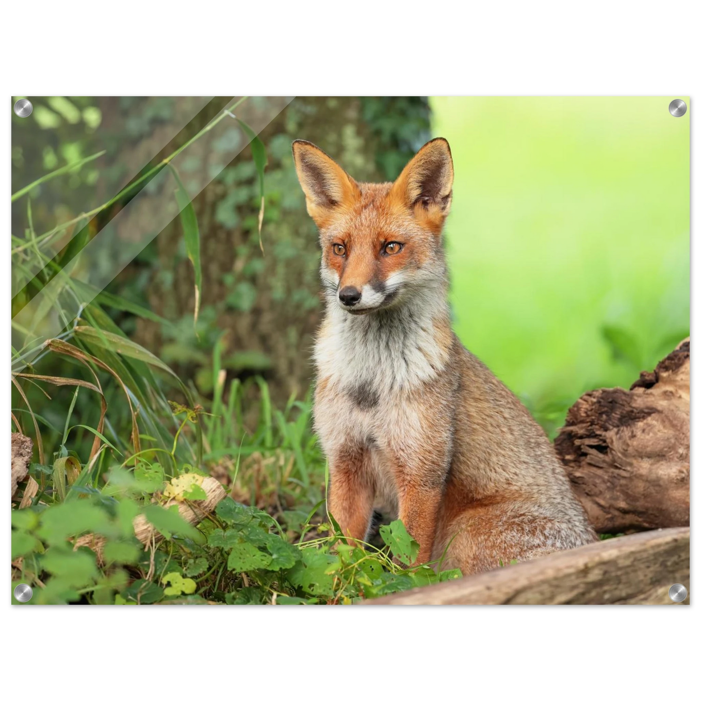 Wandbild majestaetischer rotfuchs ein augenblick der ruhe in der natur erhaeltlich in zahlreichen groessen