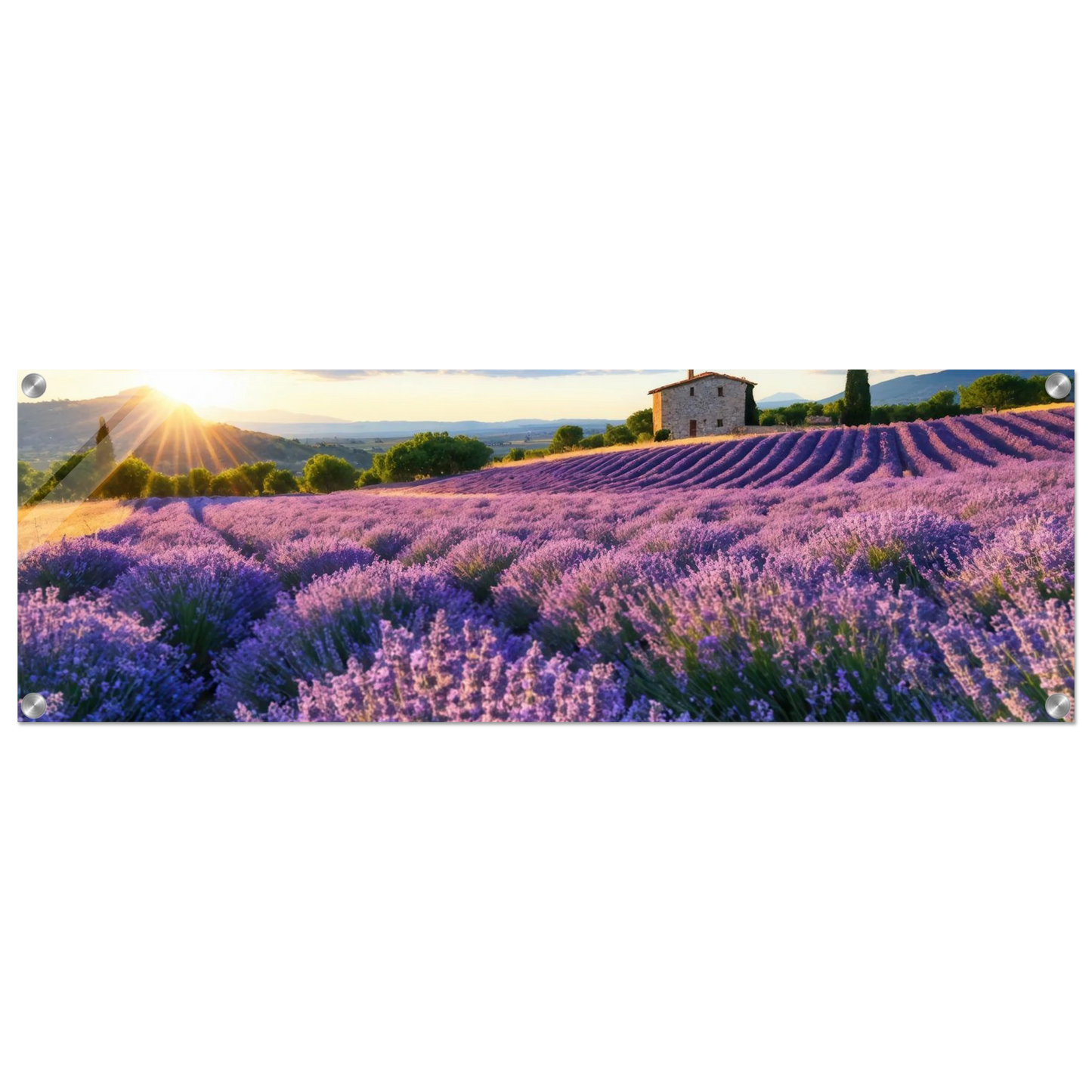 Wandbild sonnenuntergang ueber lavendelfeldern idyllische provence landschaft im wunschformat