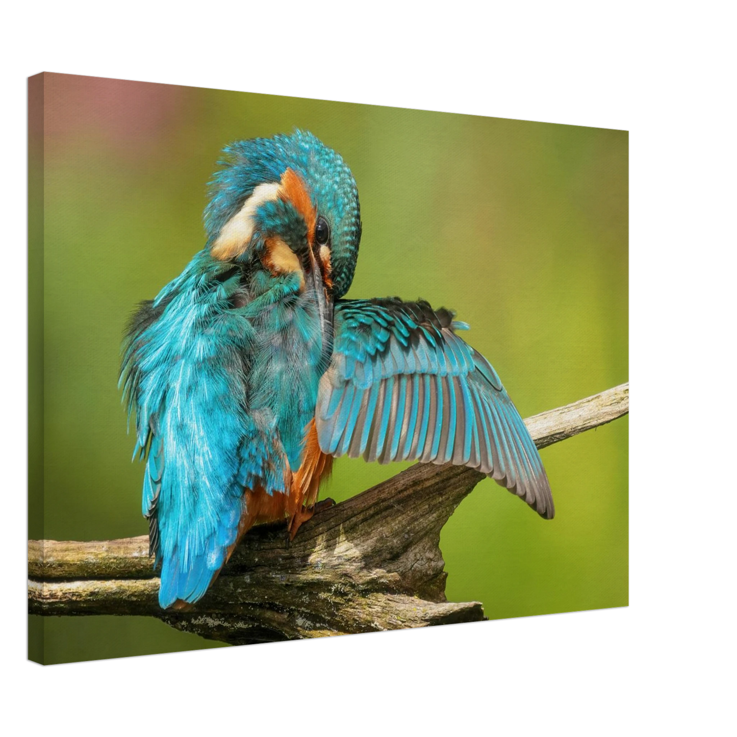 Wandbild eisvogel lebendige farbenpracht der natur auf leinwand