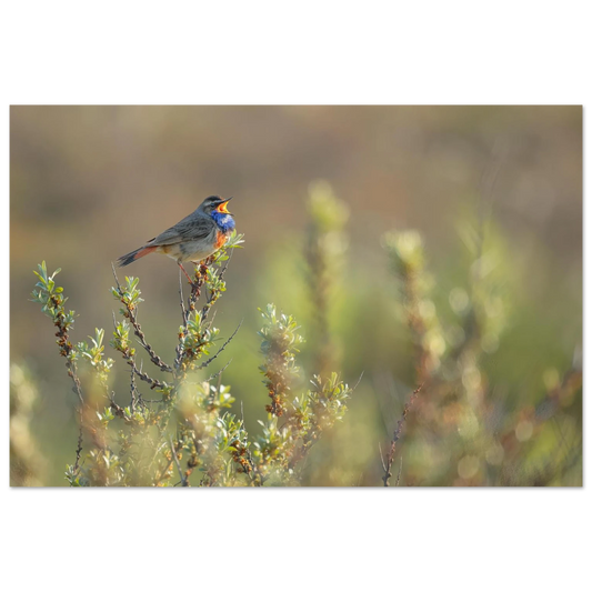 Wandbild singendes blaukehlchen lebendige naturfotografie als wandbild in verschiedenen groessen
