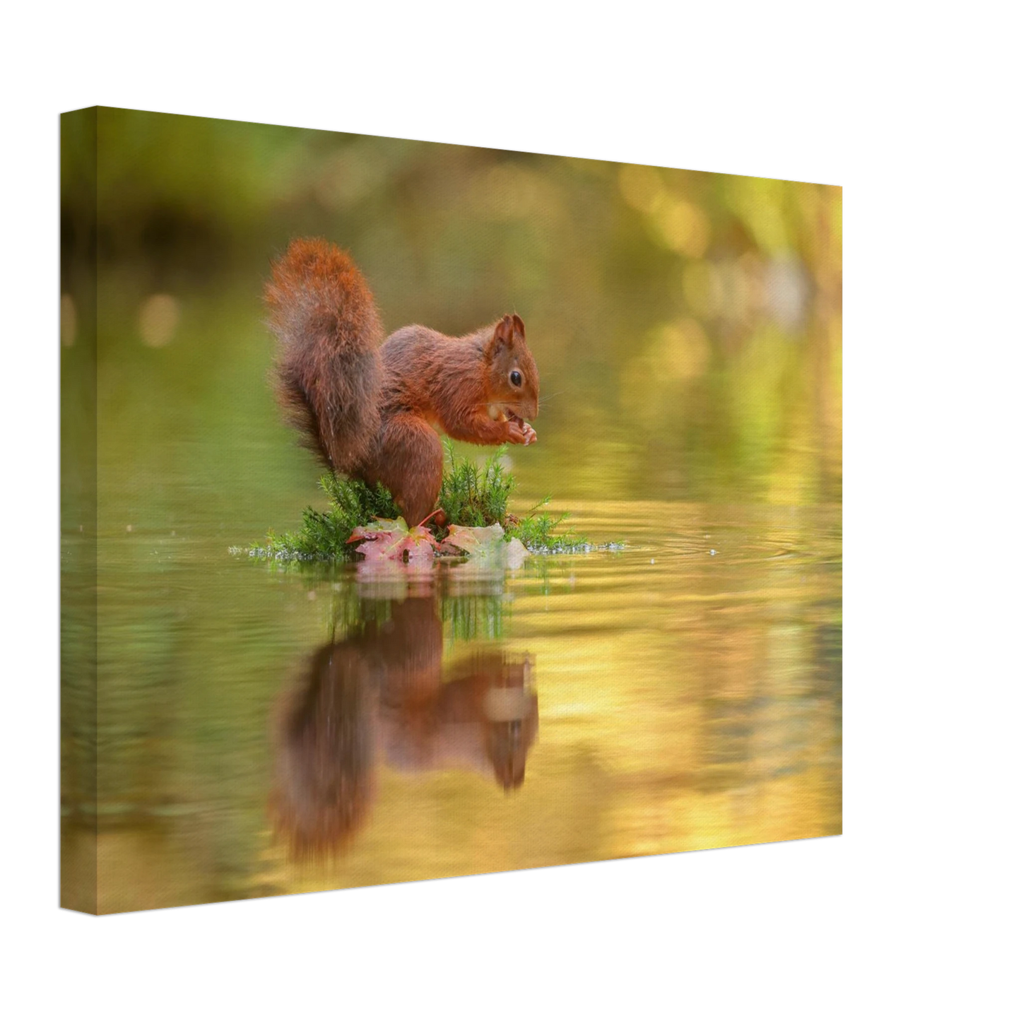 Wandbild bezauberndes eichhoernchen mit nuss lebendige wildtierkunst fuer ihr zuhause