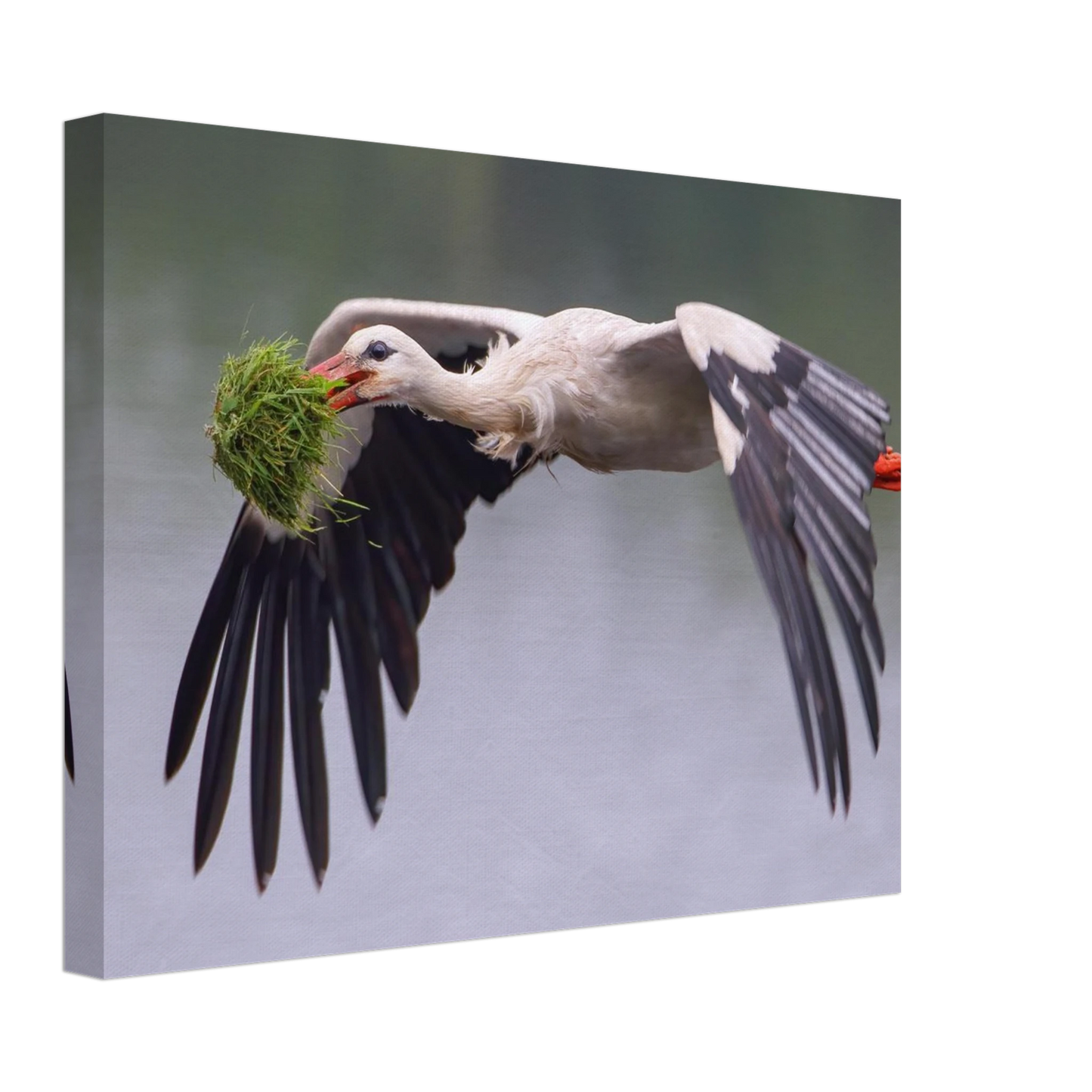 Wandbild nestbauender weissstorch im flug lebendige naturfotografie fuer ihr zuhause