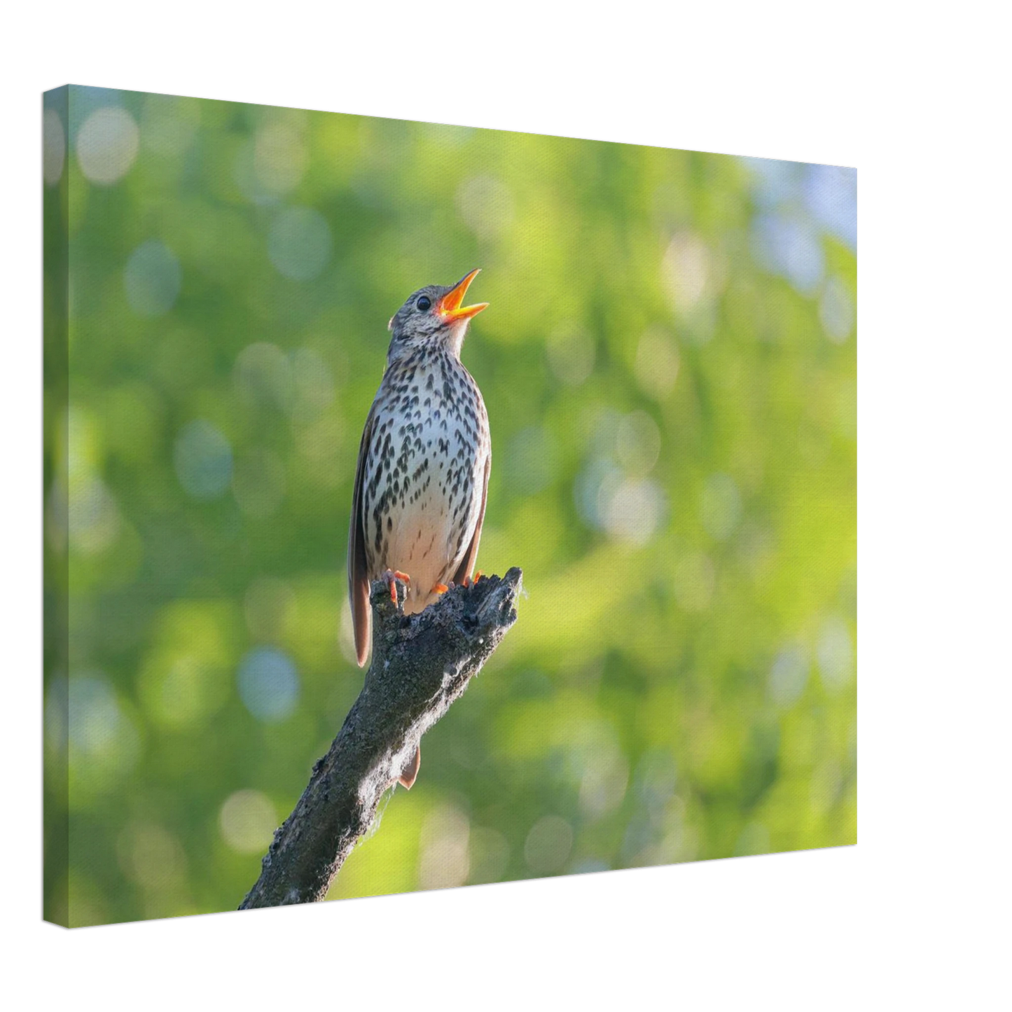 Wandbild bezaubernder singvogel in gruen ein naturportraet fuer ihr zuhause in vielen groessen
