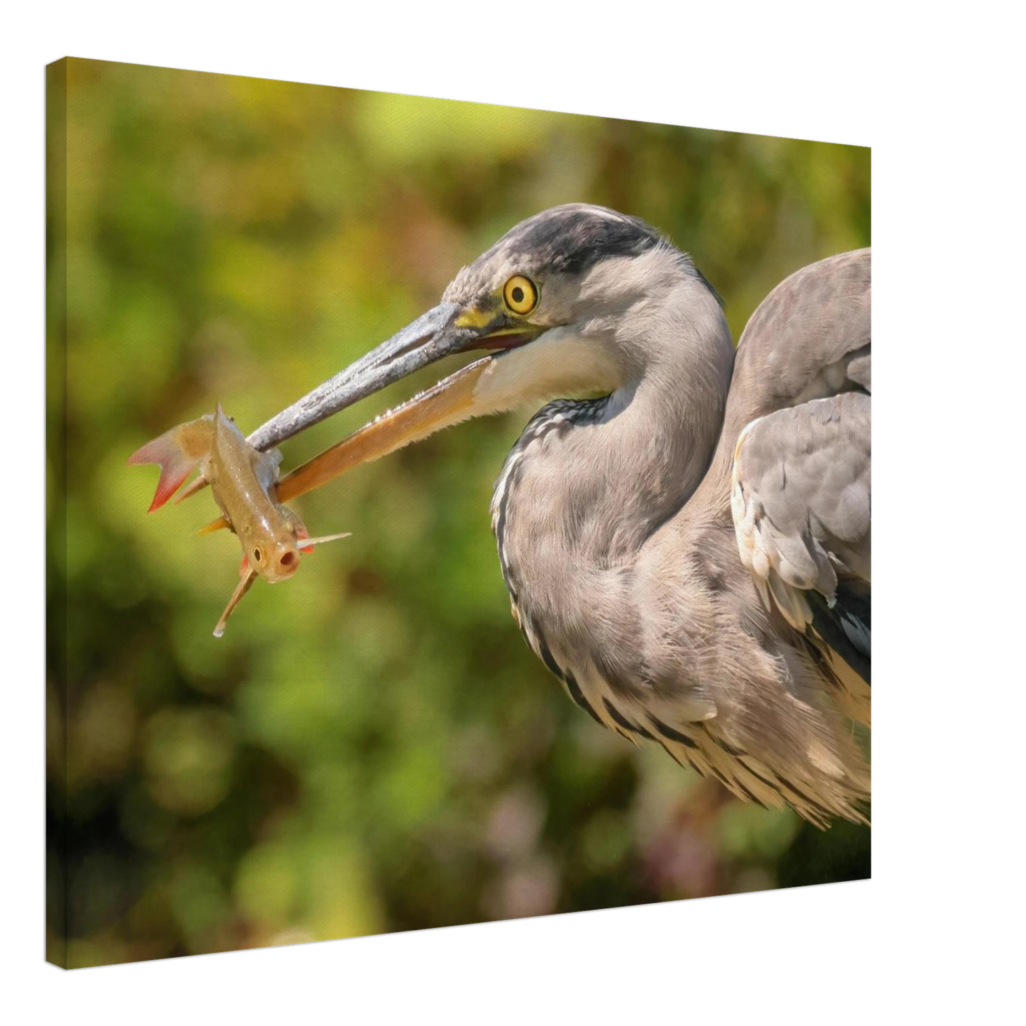 Wandbild graureiher mit fisch ein faszinierender moment in der natur verfuegbar in ihrer wunschgroesse