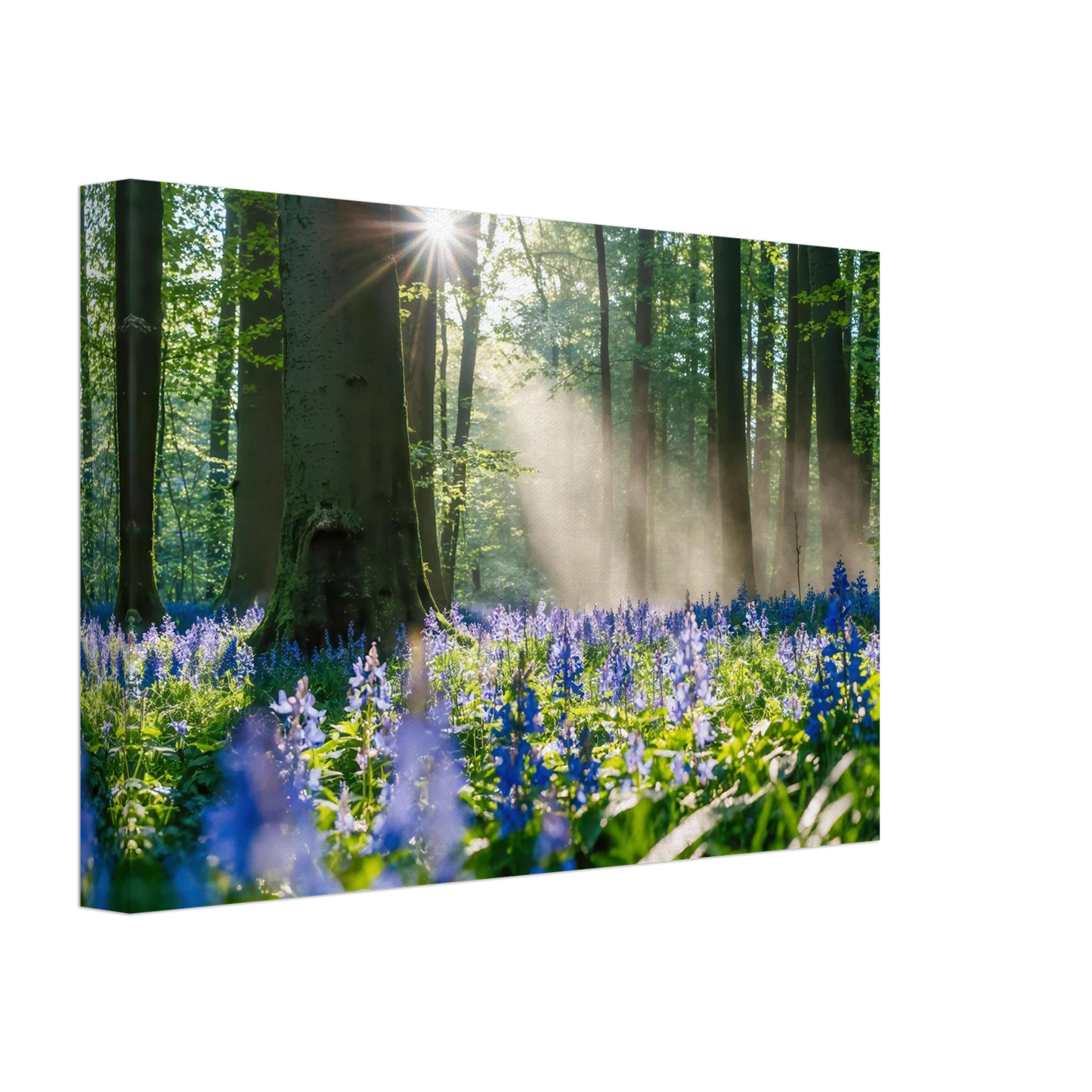Wandbild mystische waldlichtung mit blauen glockenblumen sonnenverwoehntes naturbild in verschiedenen groessen
