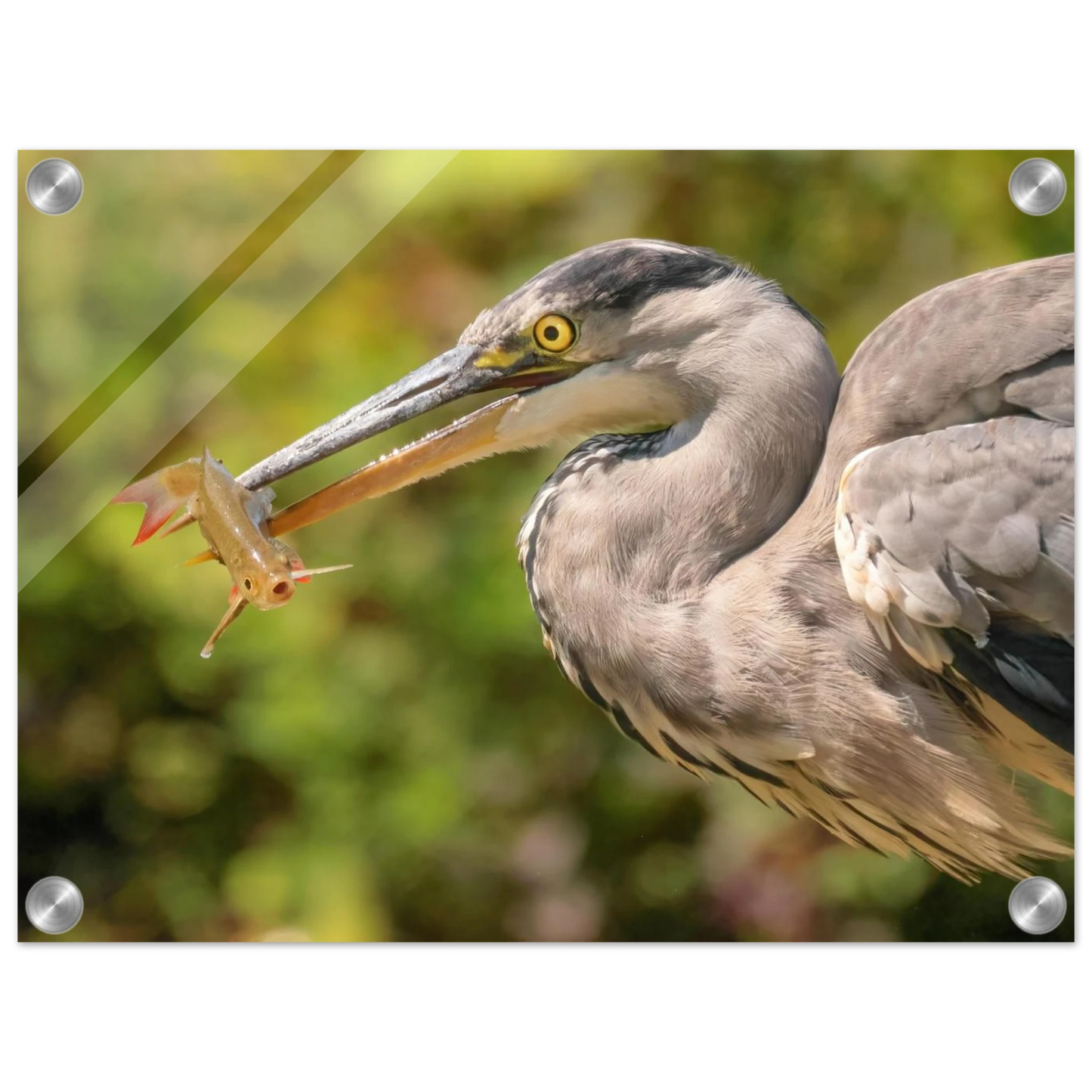Wandbild graureiher mit fisch ein faszinierender moment in der natur verfuegbar in ihrer wunschgroesse
