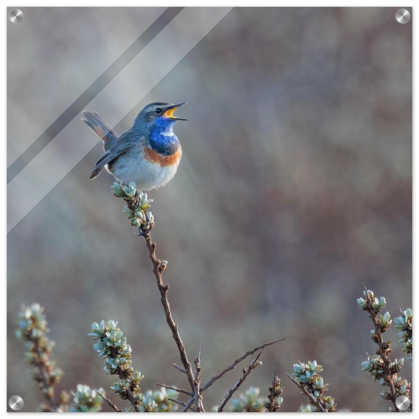 Wandbild blaukohlkehlchen im gesang naturkunst in lebendigen farben in ihrer wunschgroesse