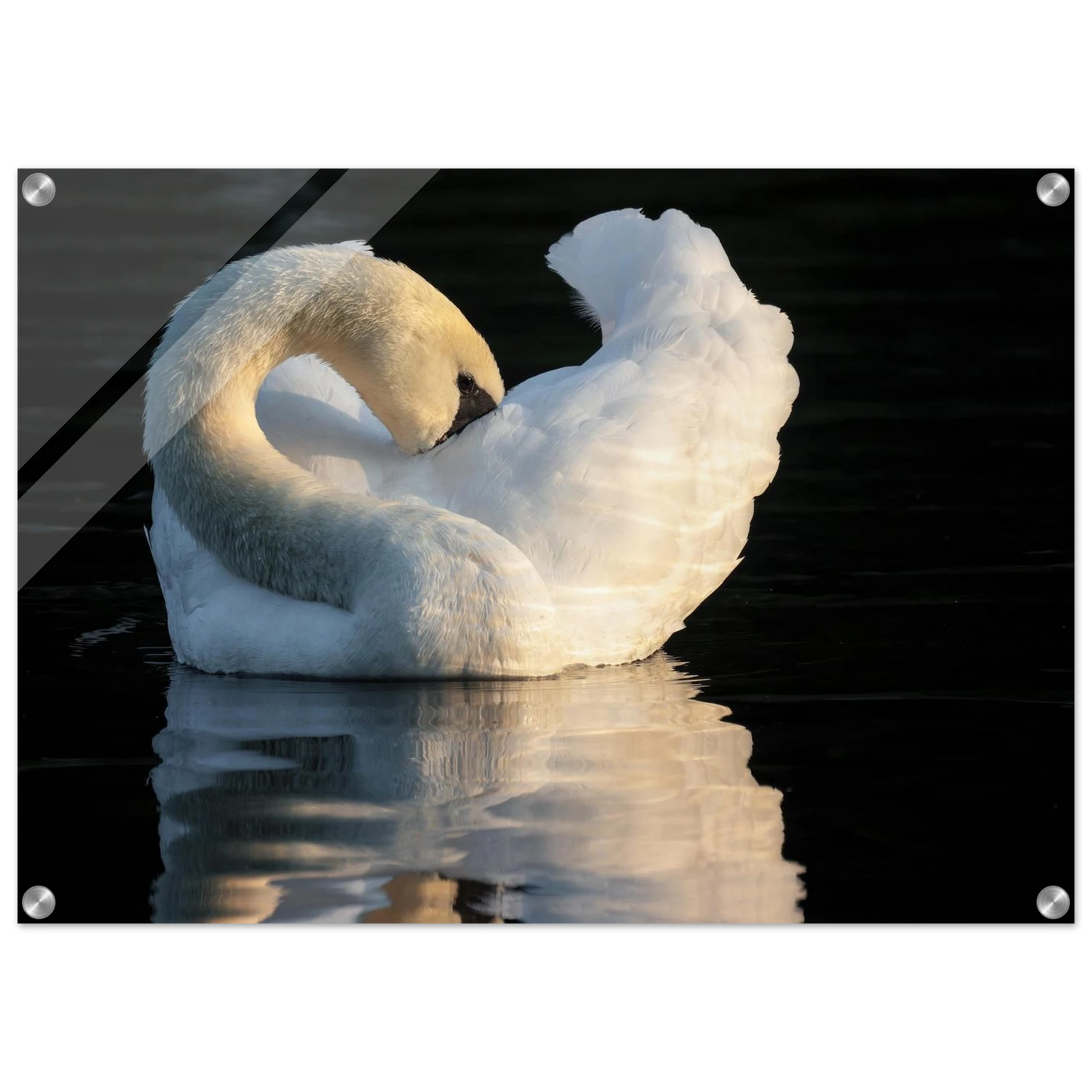Wandbild schwan bei sonnenuntergang elegante wandkunst fuer ihr zuhause
