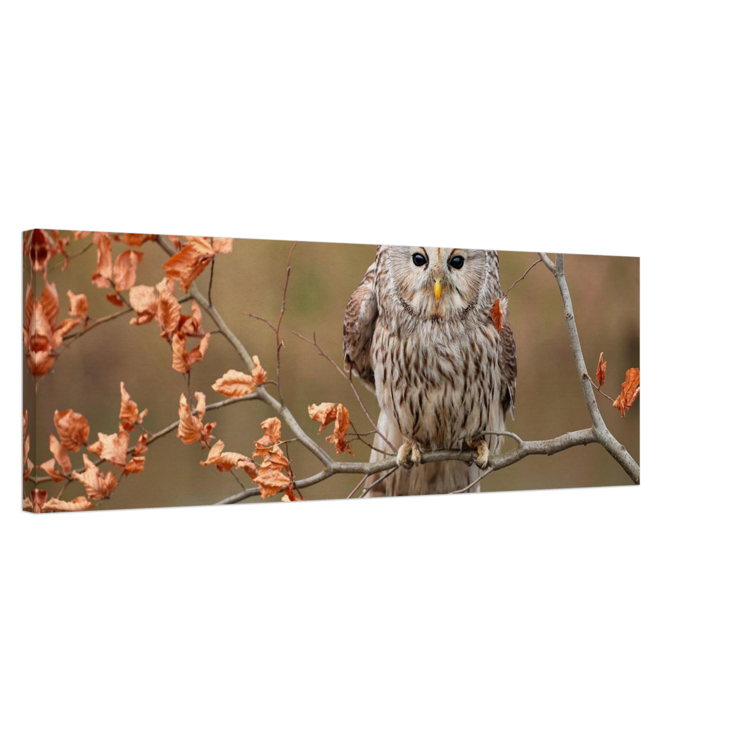 Wandbild majestaetische eule im herbstlaub einblick in die wildnis in verschiedenen groessen