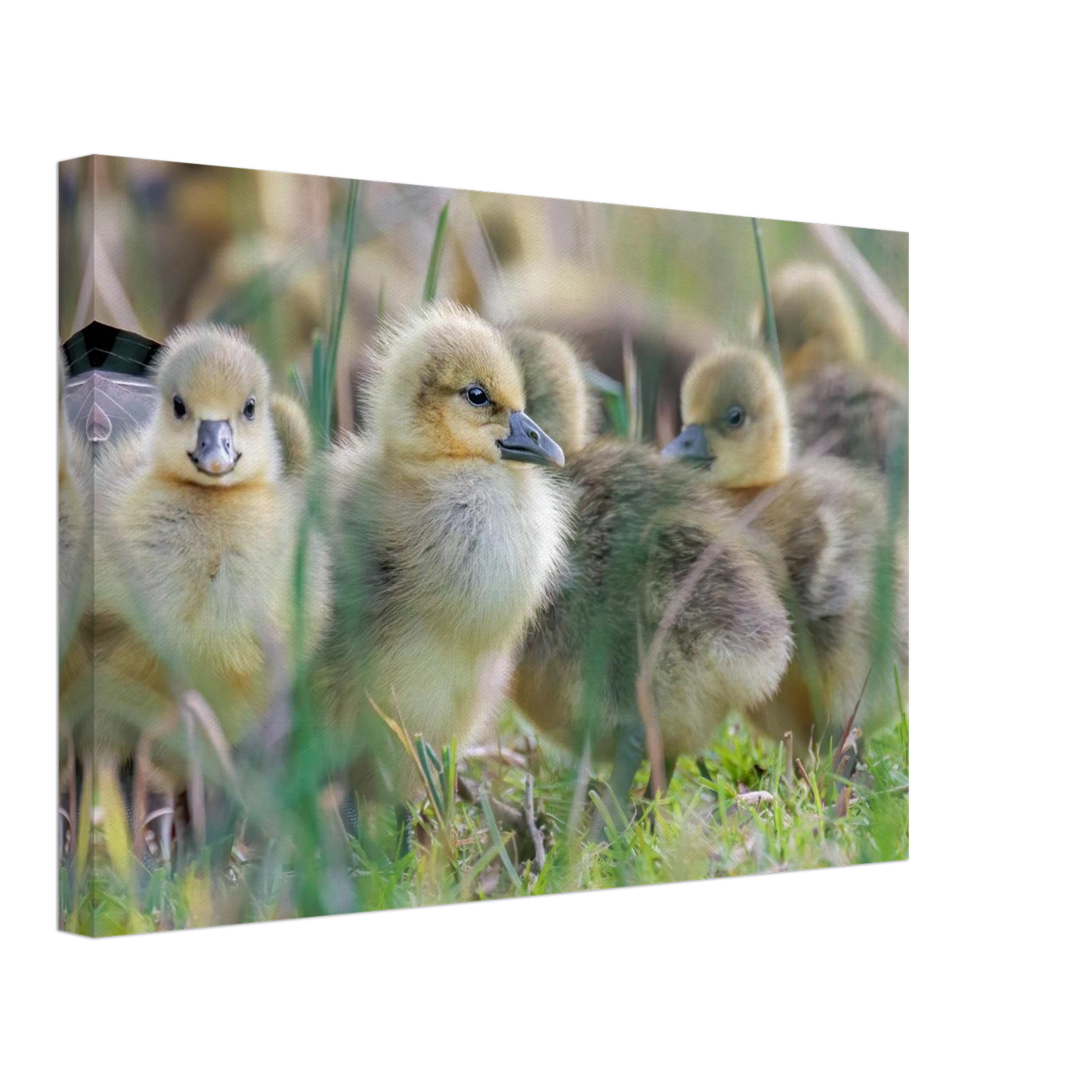 Wandbild kueken in zartgruen und gold suesse baby gans kunst in vielen groessen