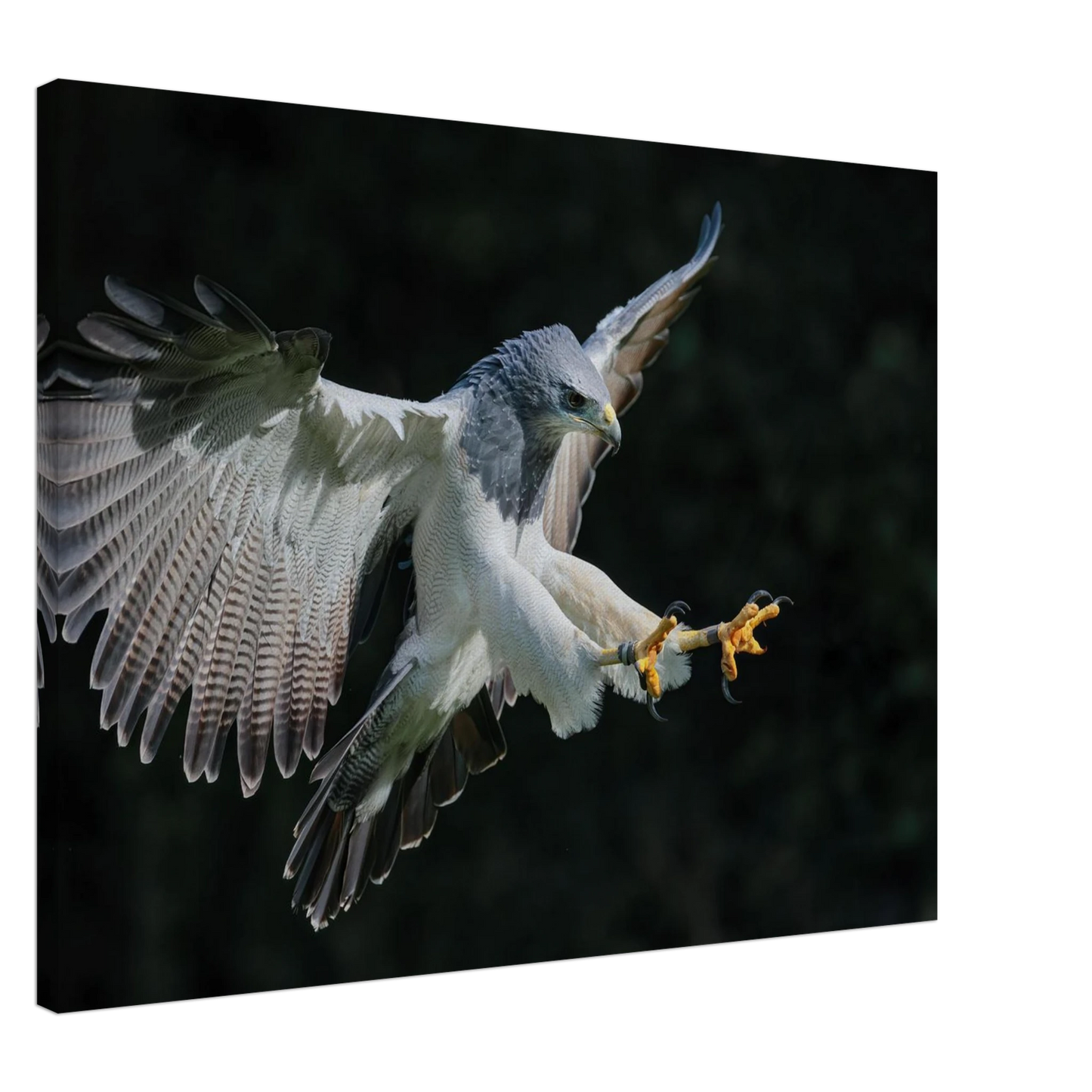 Wandbild majestaetischer schwarzbrustbussard im flug atemberaubende tierfotografie fuer ihr zuhause
