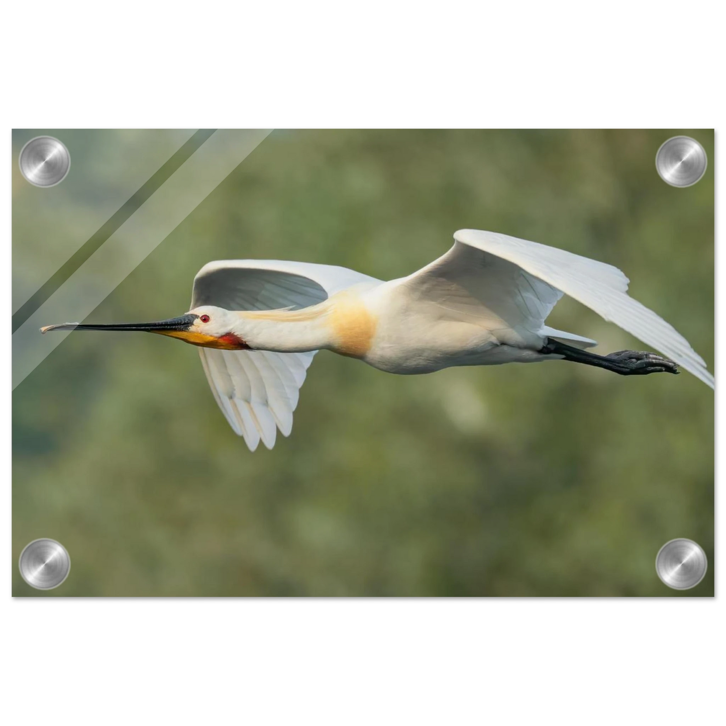 Wandbild eleganter loeffler im flug naturfotografie fuer ihr zuhause in vielen groessen