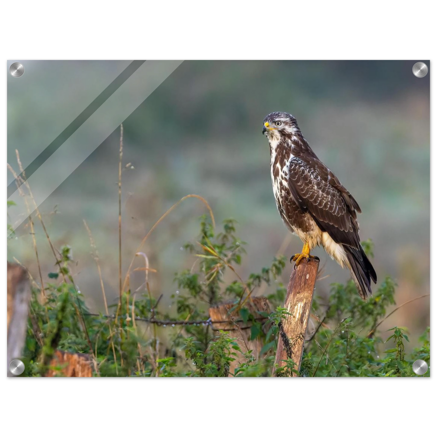 Wandbild majestaetischer bussard einblick in die wildnis auf hochglanz leinwand