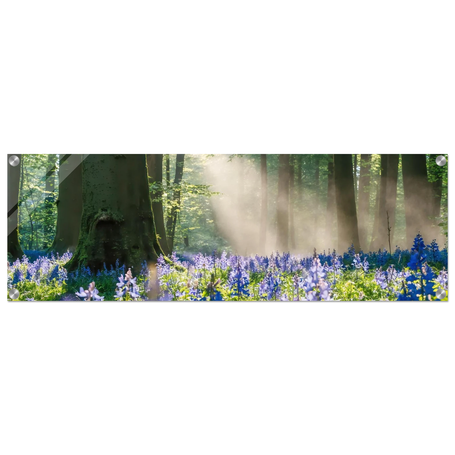 Wandbild mystische waldlichtung mit blauen glockenblumen sonnenverwoehntes naturbild in verschiedenen groessen
