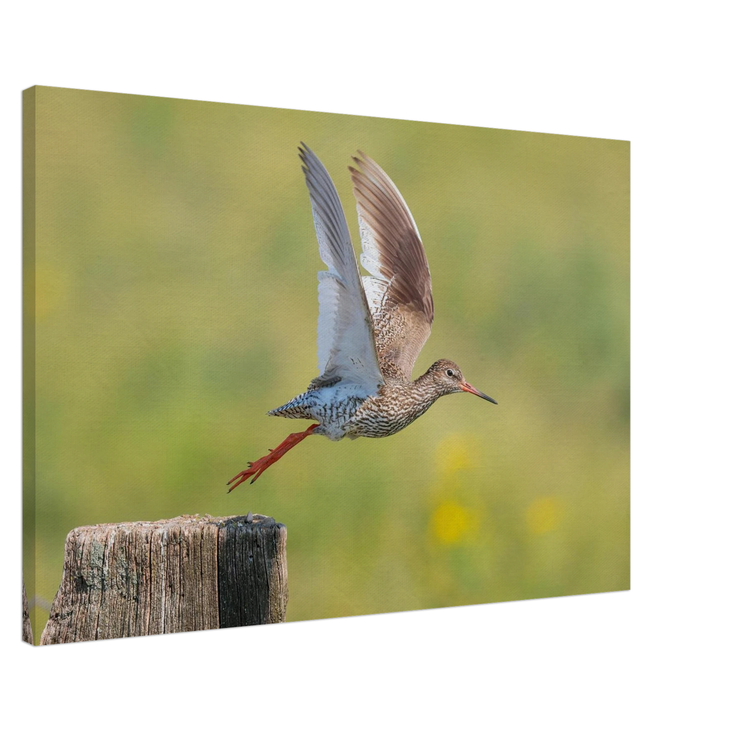 Wandbild der flug des rotschenkels dynamische tierkunst fuer ihr zuhause in vielen groessen erhaeltlich