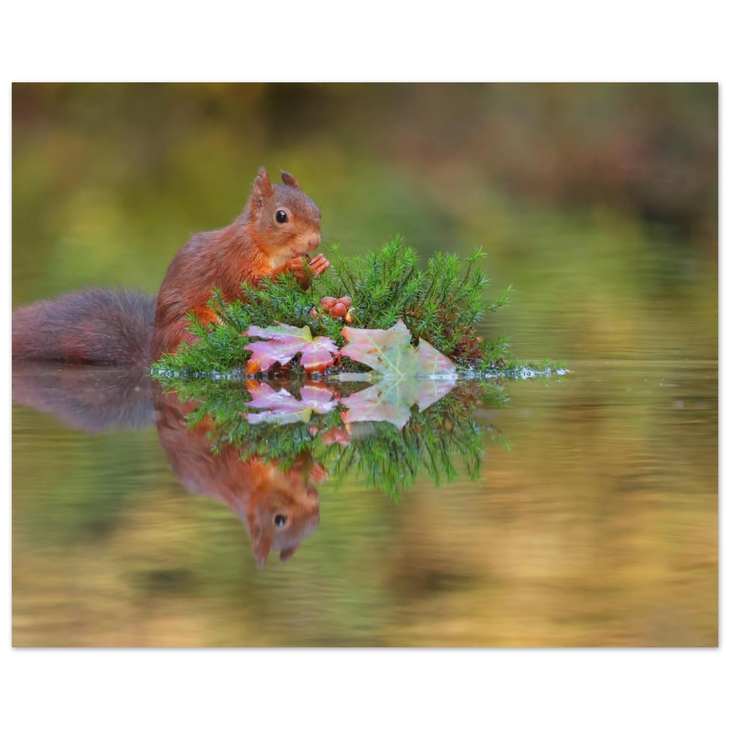 Wandbild bezauberndes eichhoernchen im herbstwald lebendige wildtierkunst fuer ihr zuhause in vielen groessen
