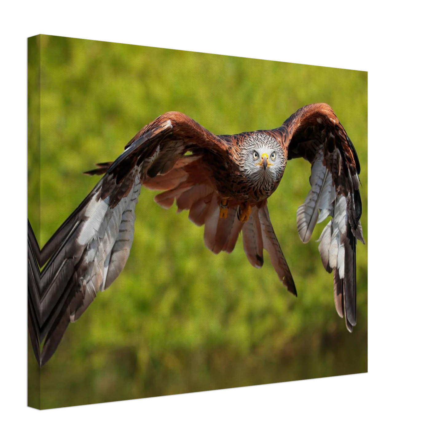Wandbild majestaetischer rotmilan im flug atemberaubende tierfotografie fuer ihr zuhause erhaeltlich in zahlreichen groessen