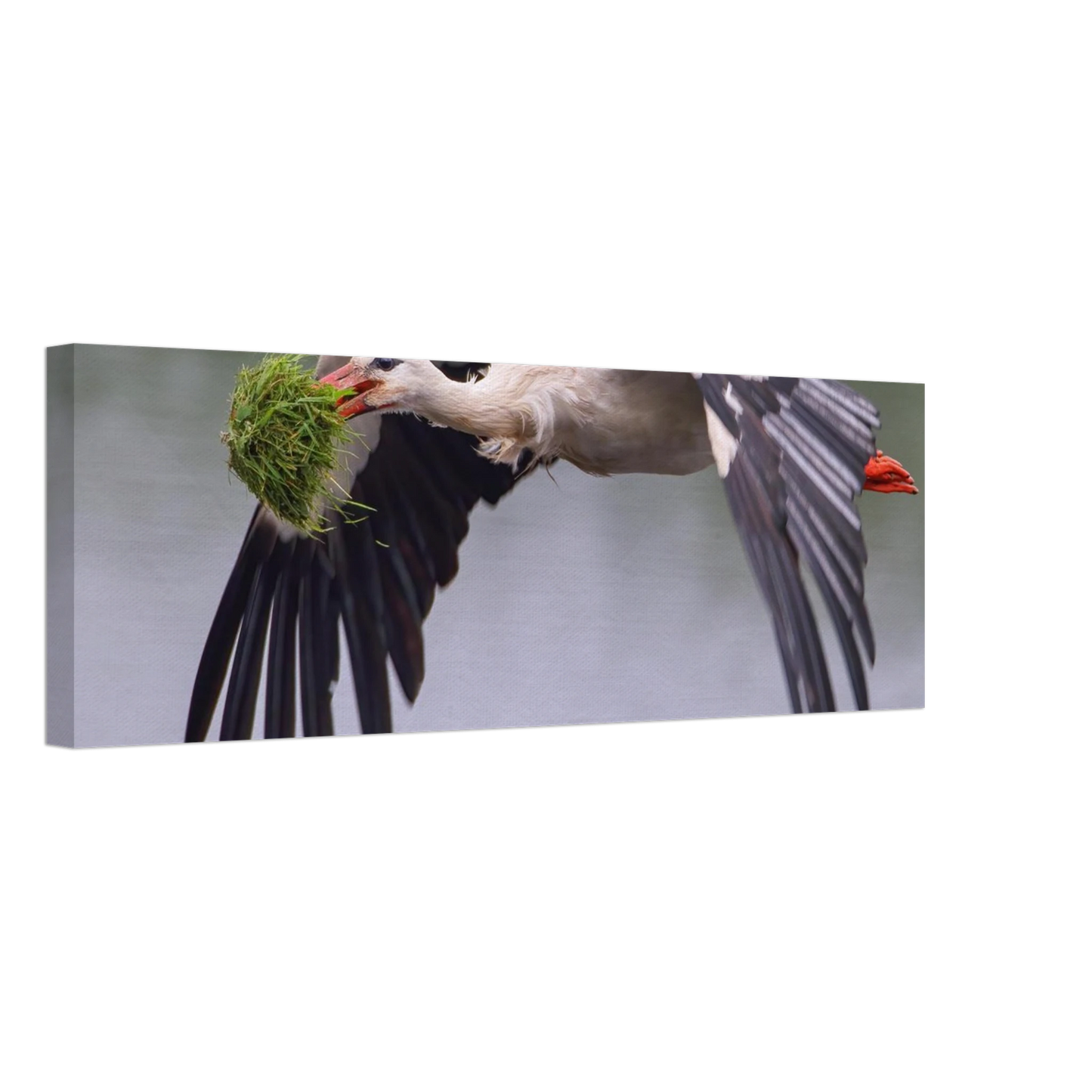 Wandbild nestbauender weissstorch im flug lebendige naturfotografie fuer ihr zuhause