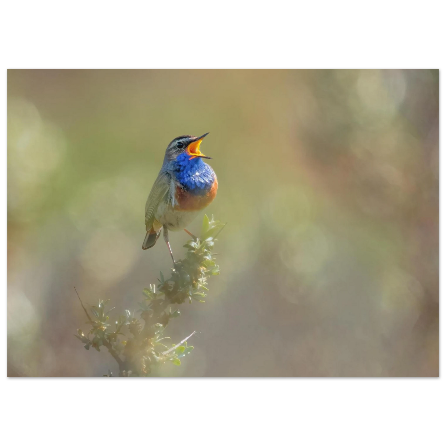 Wandbild singvogel in blautoenen lebendige vogelkunst fuer ihr zuhause in ihrer wunschgroesse