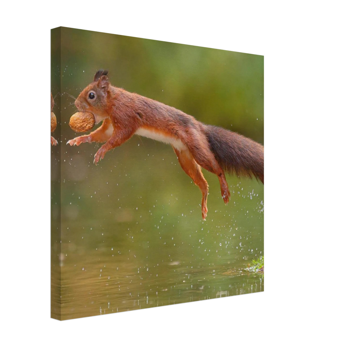 Wandbild eichhoernchen dynamisches wildtier poster fuer ihr zuhause in verschiedenen groessen