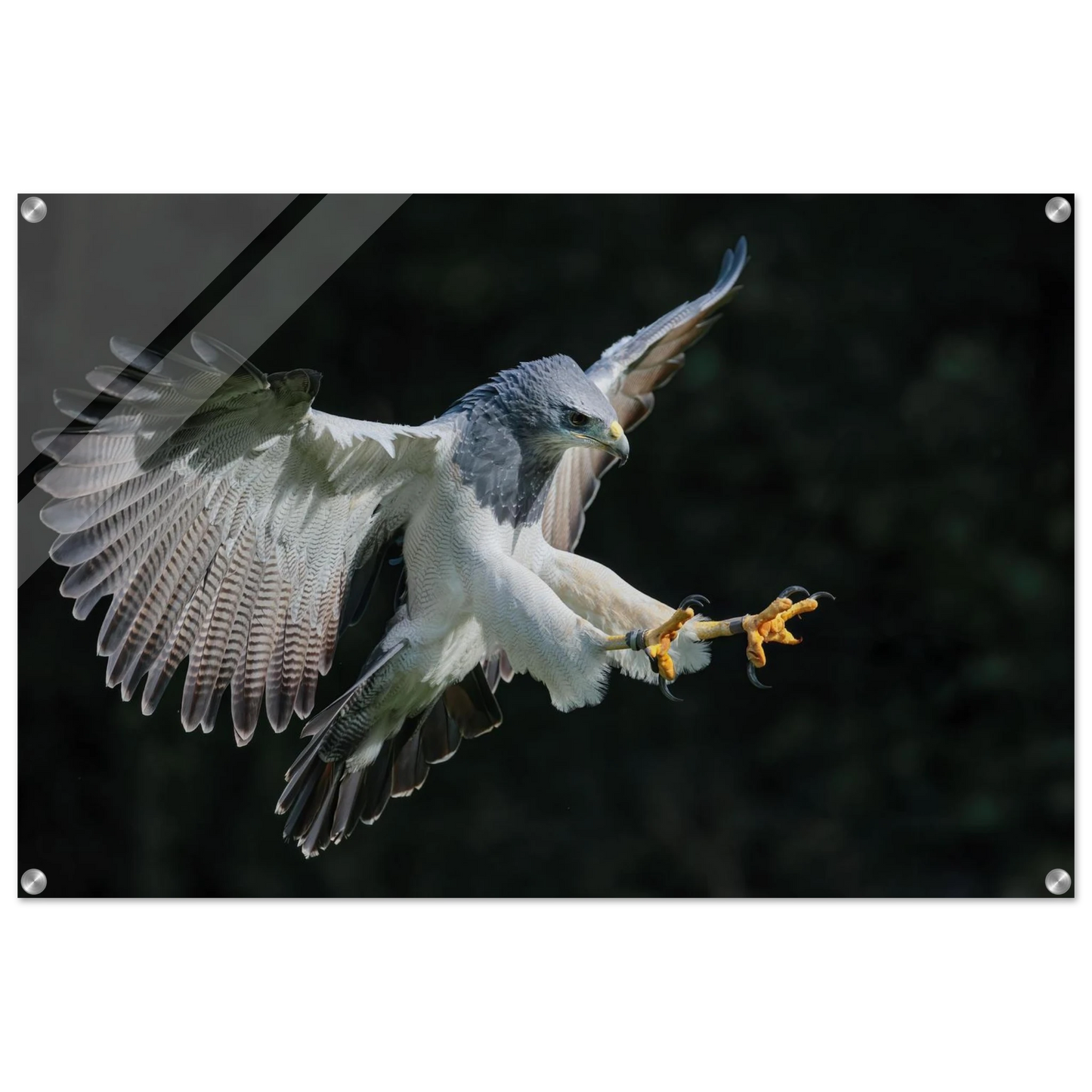 Wandbild majestaetischer schwarzbrustbussard im flug atemberaubende tierfotografie fuer ihr zuhause
