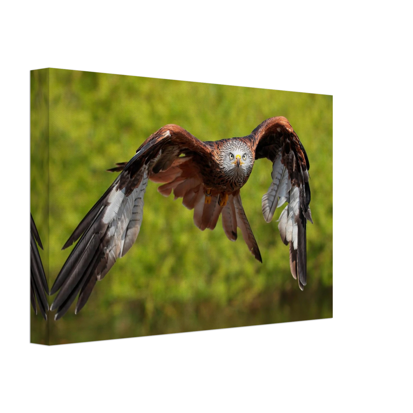 Wandbild majestaetischer rotmilan im flug atemberaubende tierfotografie fuer ihr zuhause erhaeltlich in zahlreichen groessen