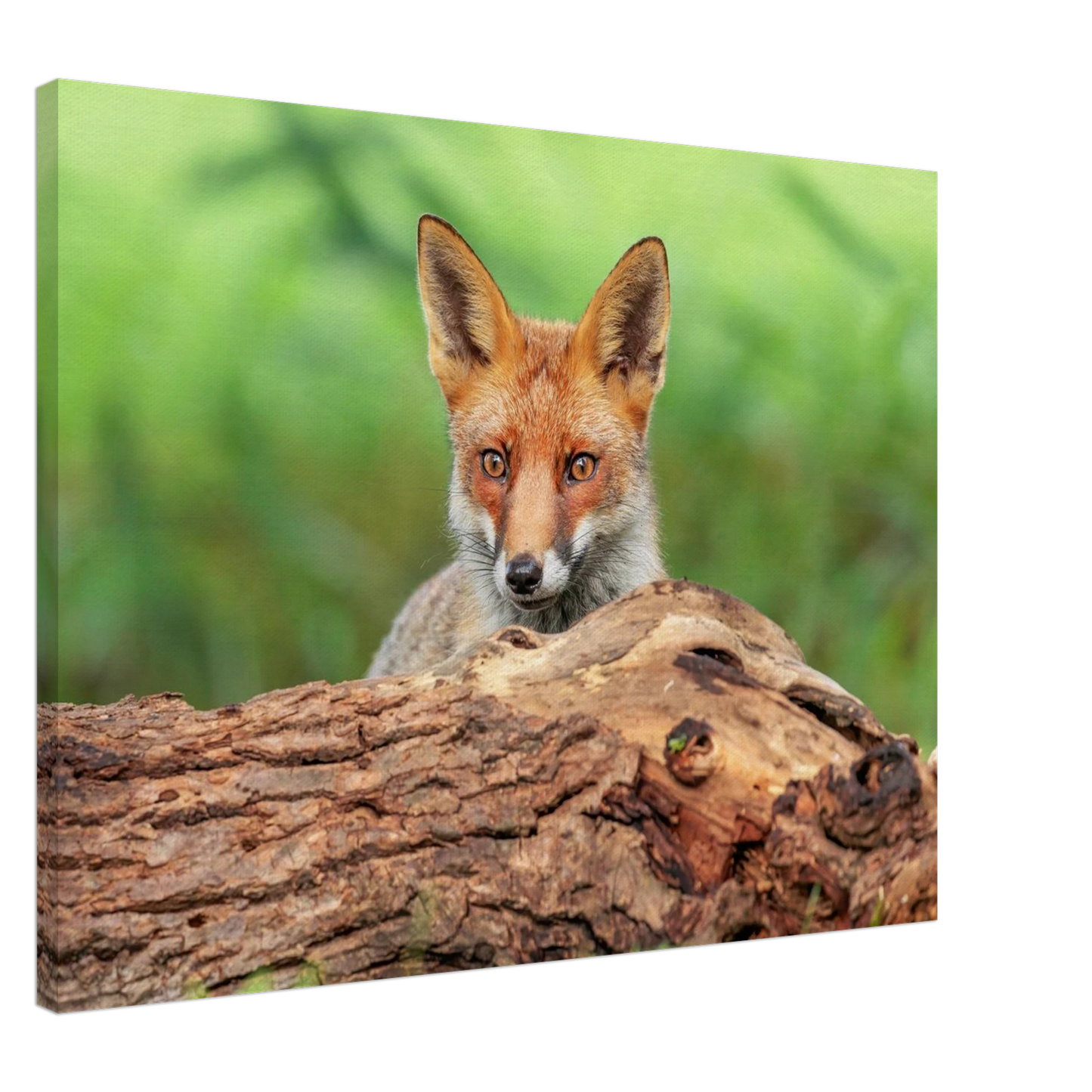 Wandbild fuchs im versteck einzigartige naturkunst fuer ihr zuhause