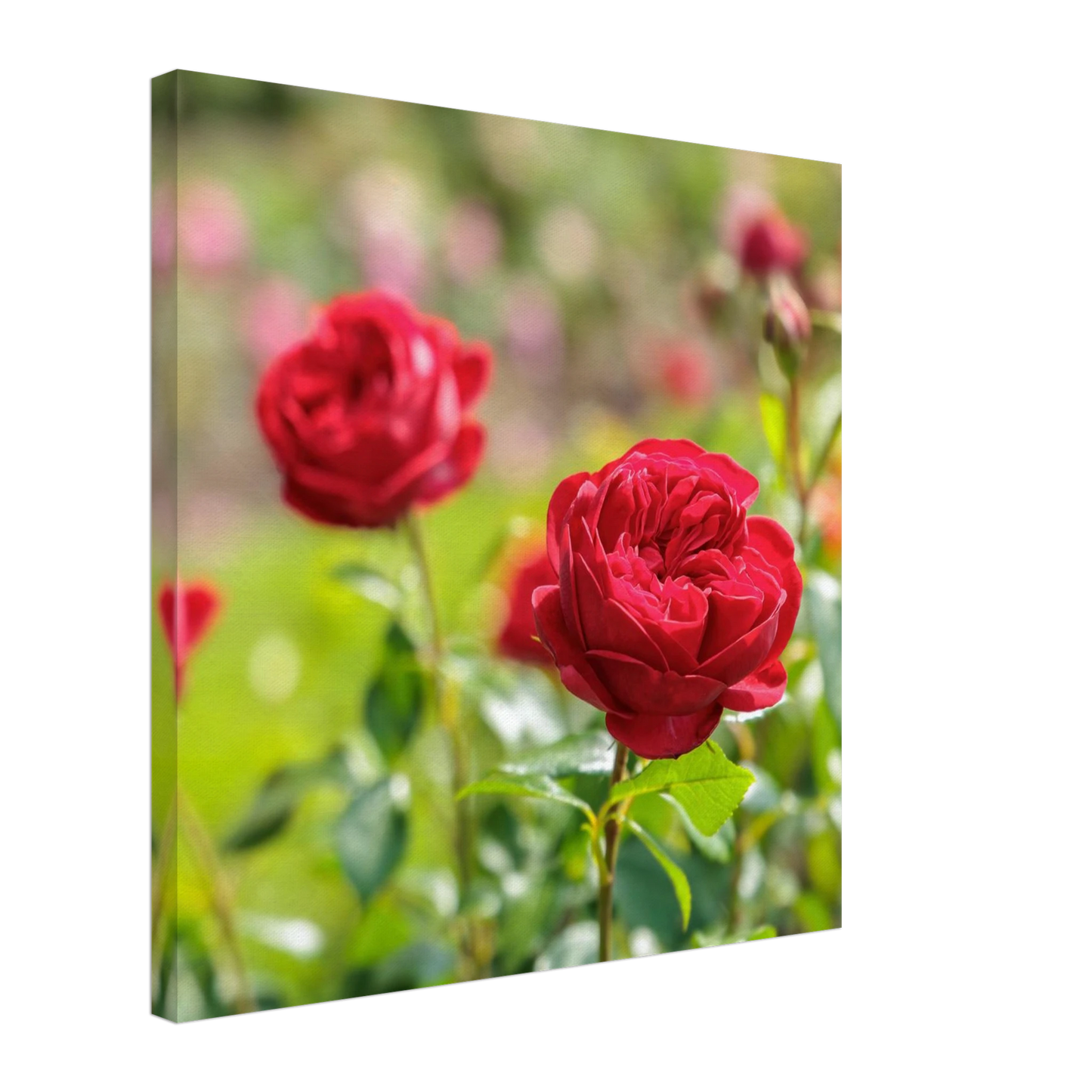 Wandbild rote rosen lebendige bluetenpracht fuer ihr zuhause in ihrer wunschgroesse