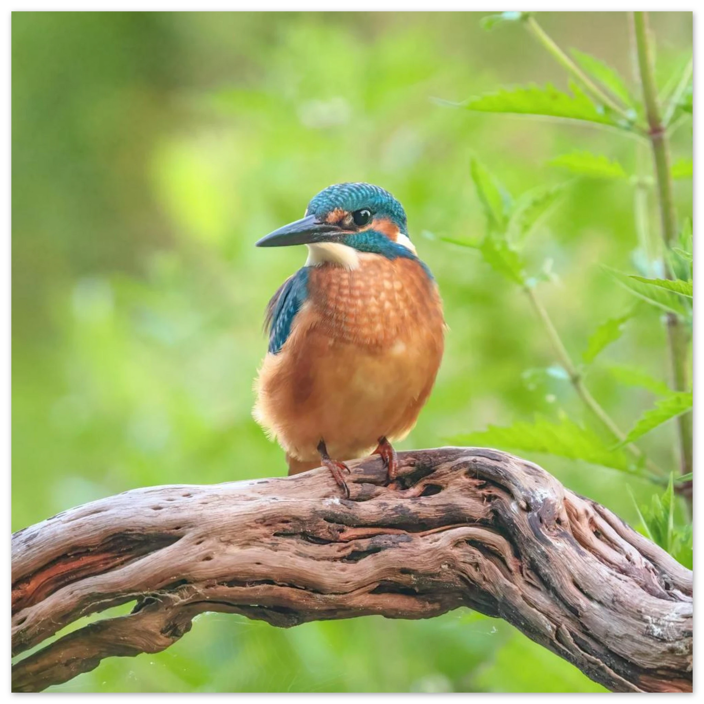 Wandbild eisvogel lebendige naturkunst fuer ihr zuhause in ihrer wunschgroesse 2