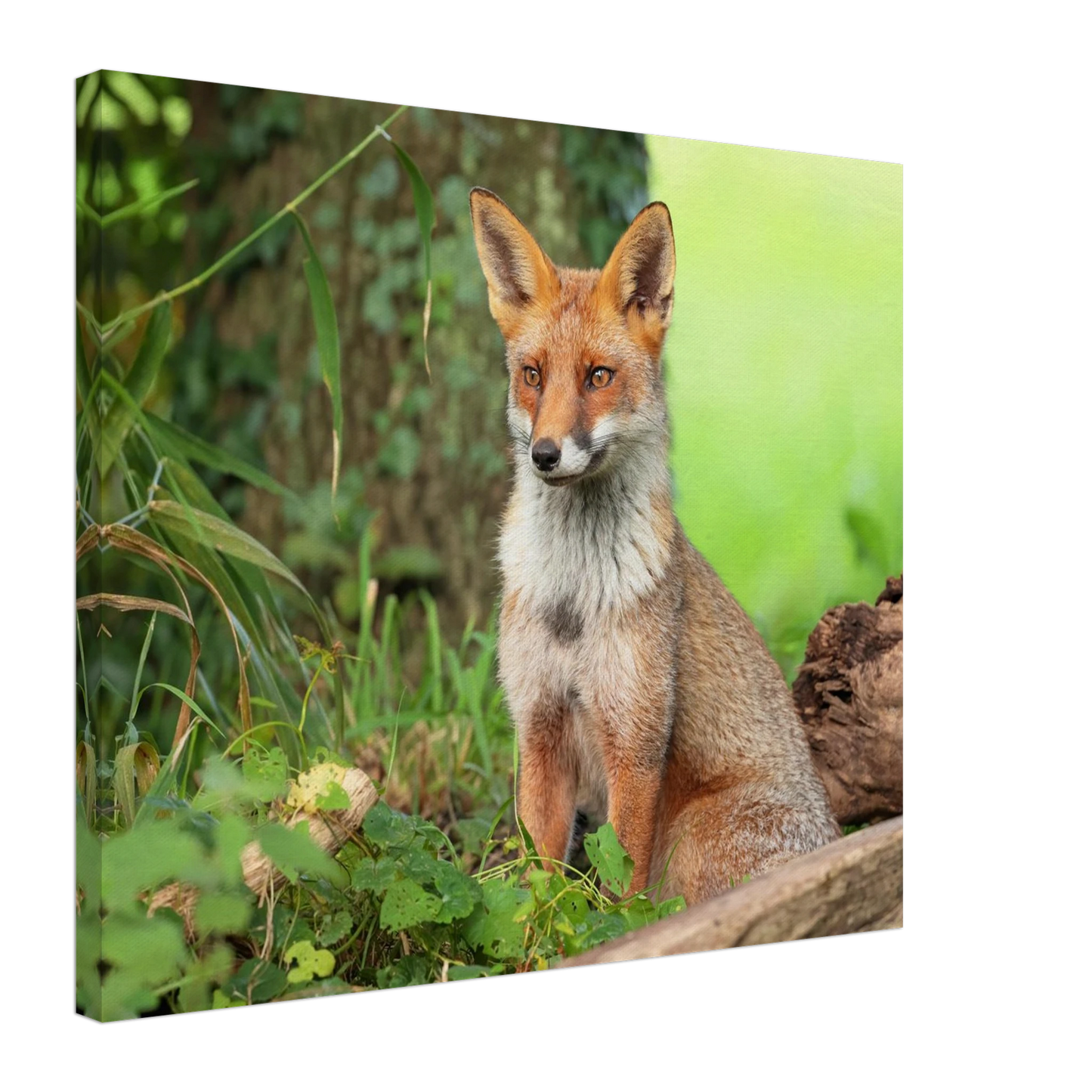 Wandbild majestaetischer rotfuchs ein augenblick der ruhe in der natur erhaeltlich in zahlreichen groessen