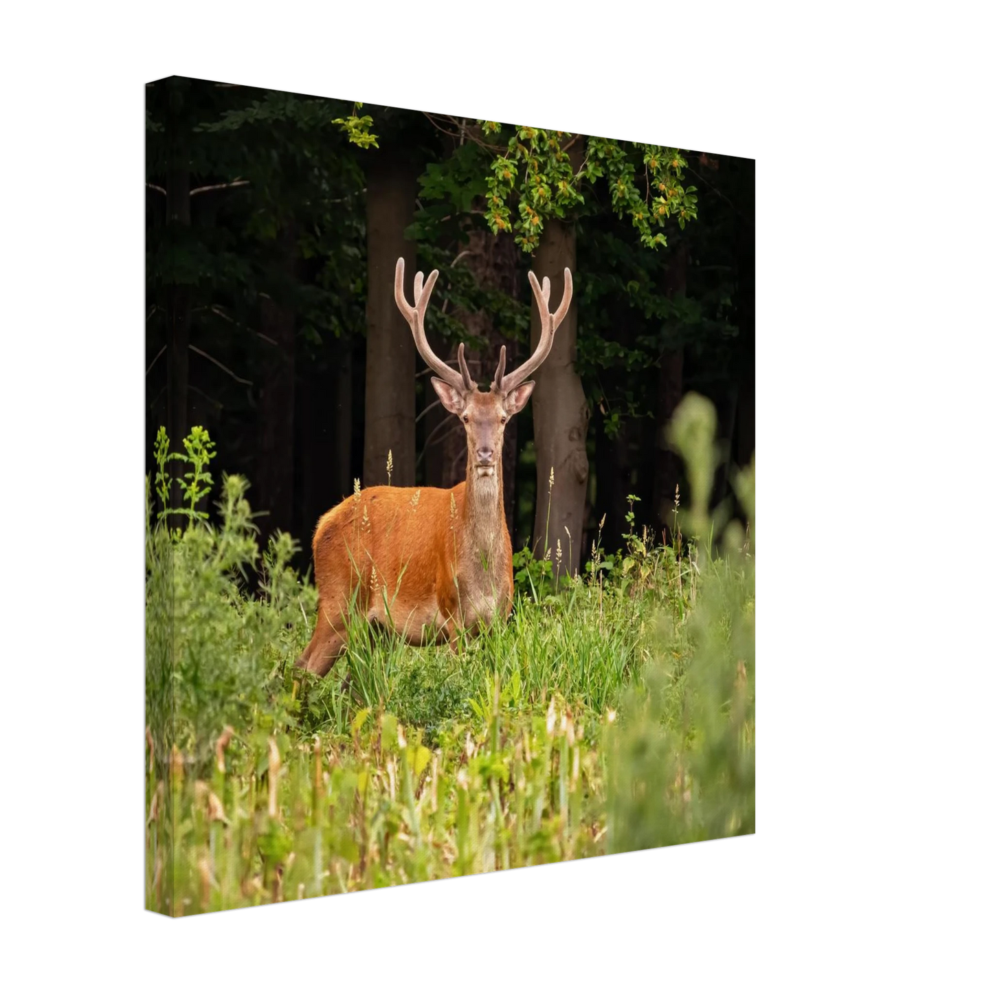 Wandbild majestaetischer hirsch im wald ein wildnis statement fuer ihr zuhause in verschiedenen groessen