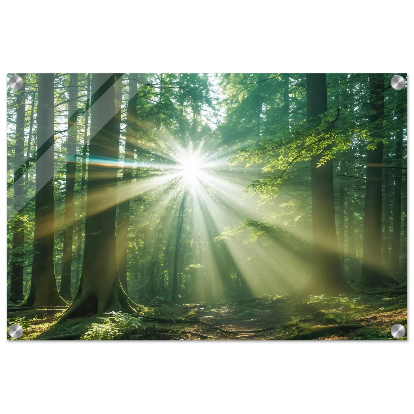 Wandbild sonnenstrahlen im wald mystisches waldlicht kunstdruck in ihrer wunschgroesse