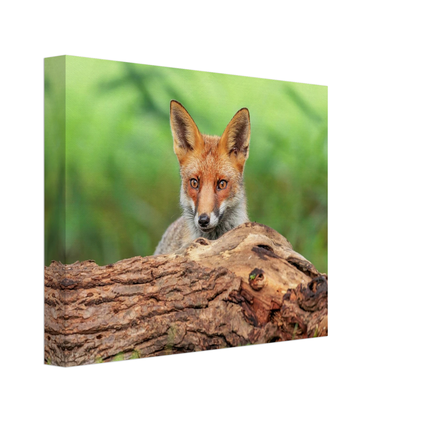 Wandbild fuchs im versteck einzigartige naturkunst fuer ihr zuhause